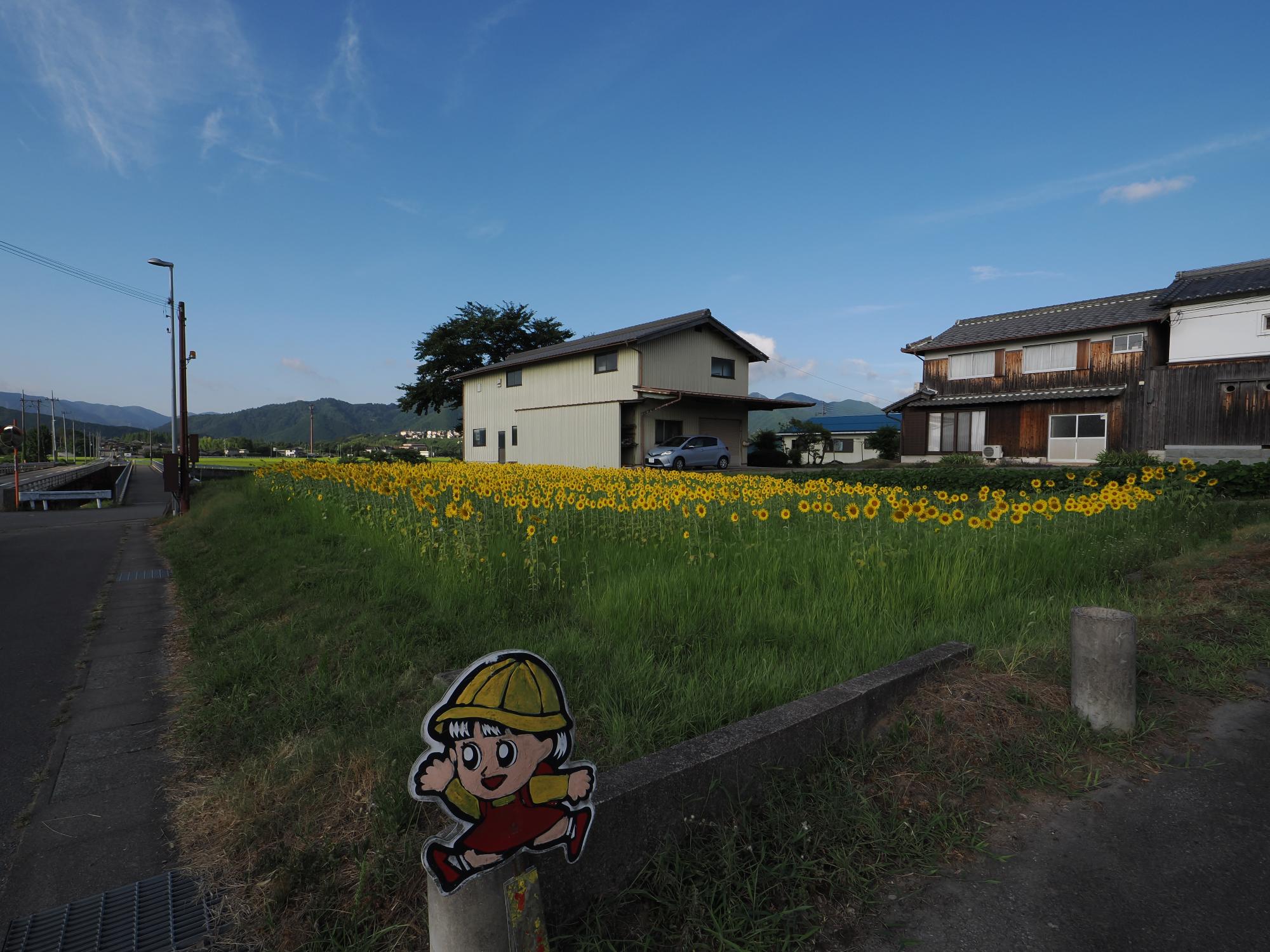 20250812himawari2