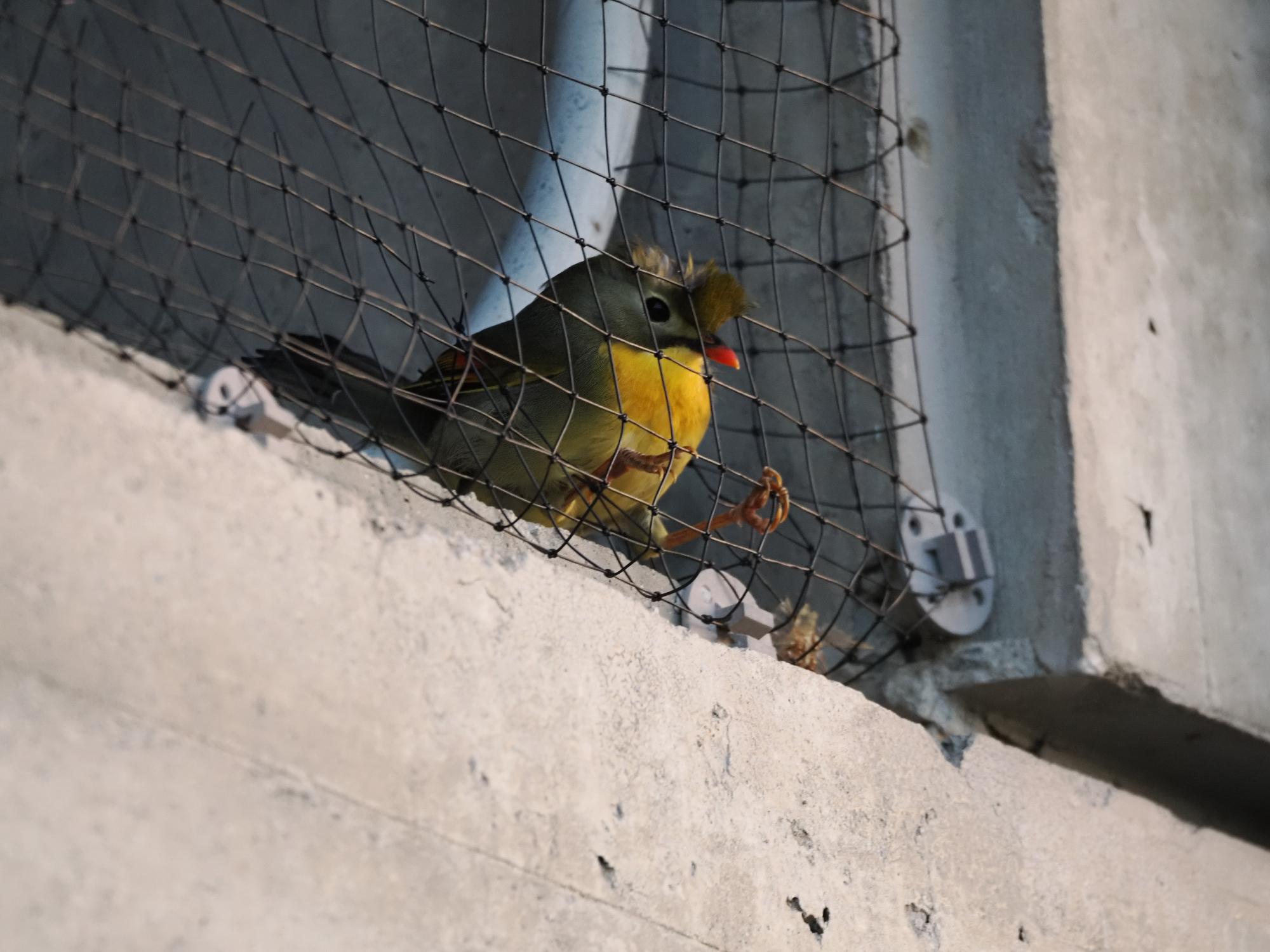 ネットの中に迷い込んだ鳥