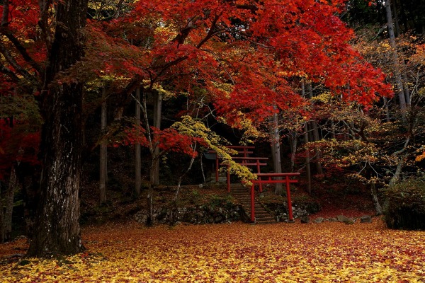 紅葉が赤く色づき、地面にはイチョウの紅葉の絨毯が美しい風景写真