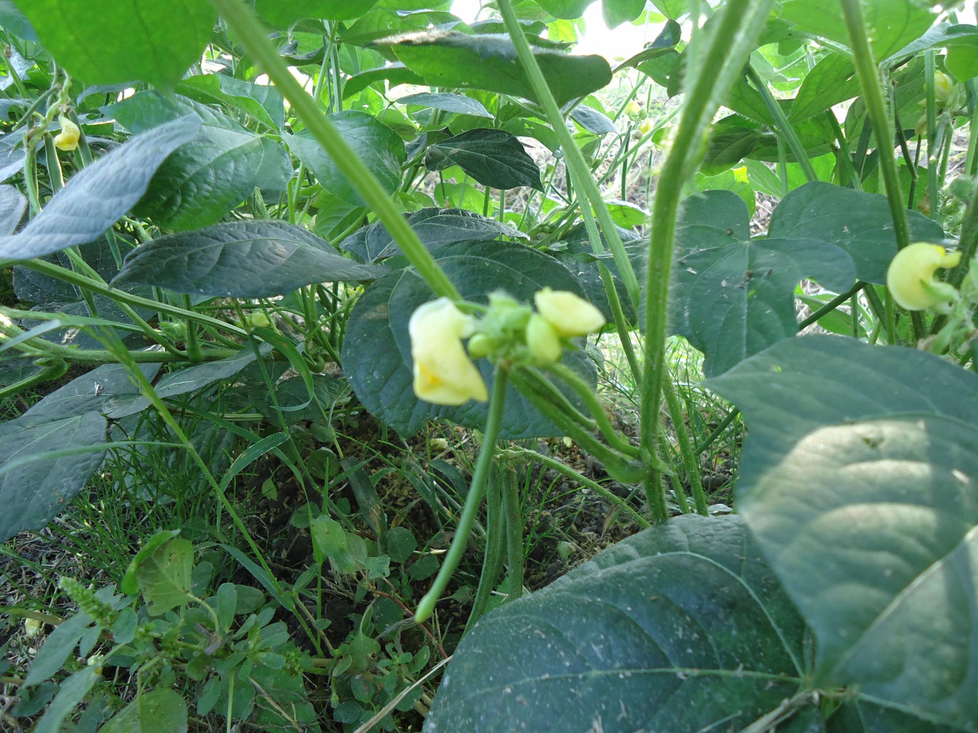 小豆の実その1