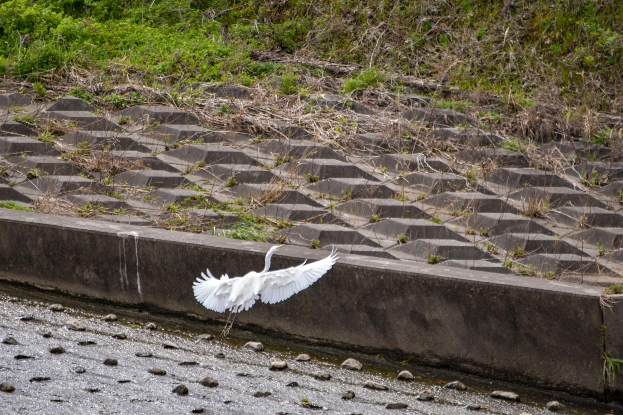 ダイサギの飛翔