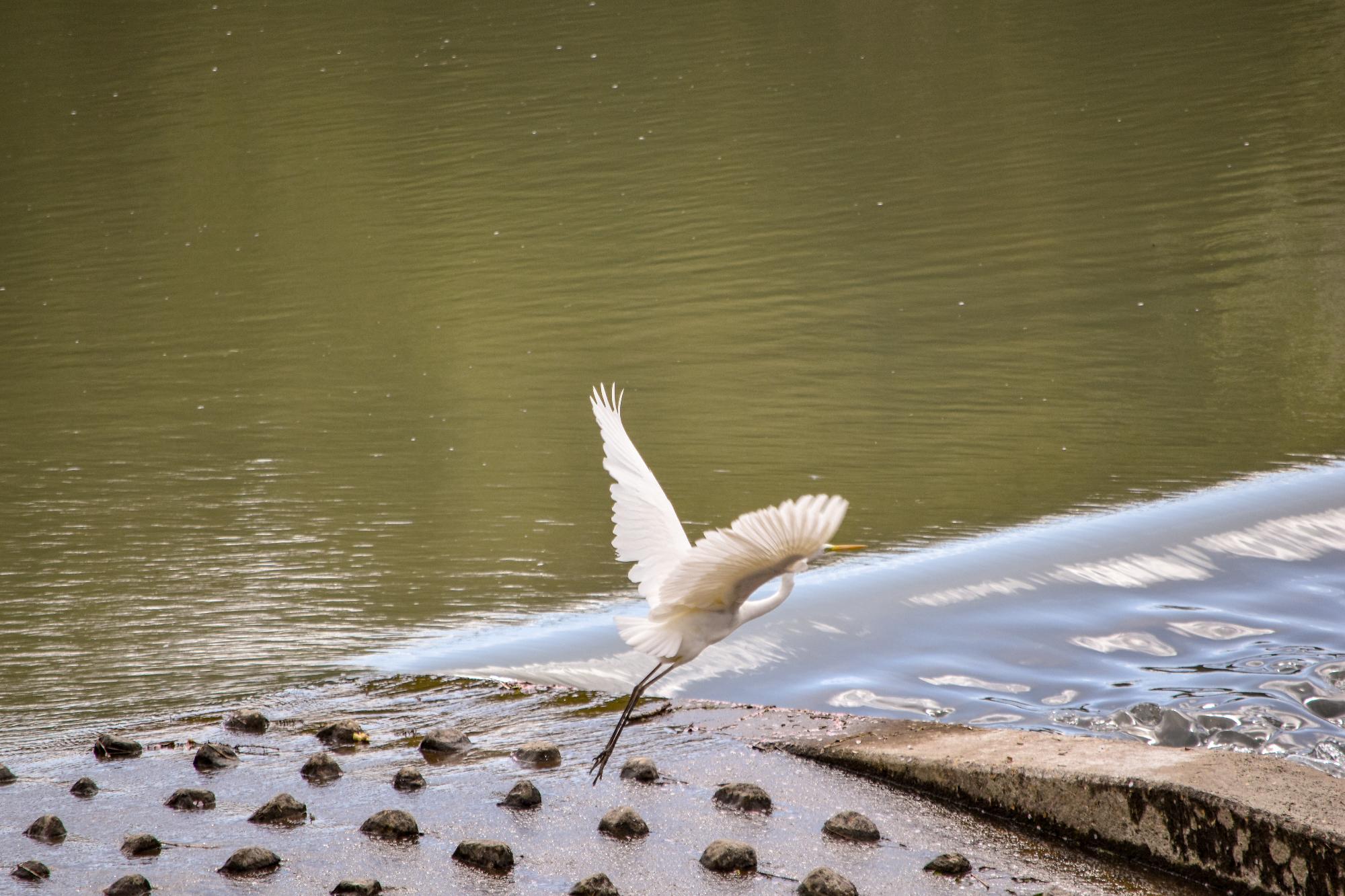 ダイサギの飛翔