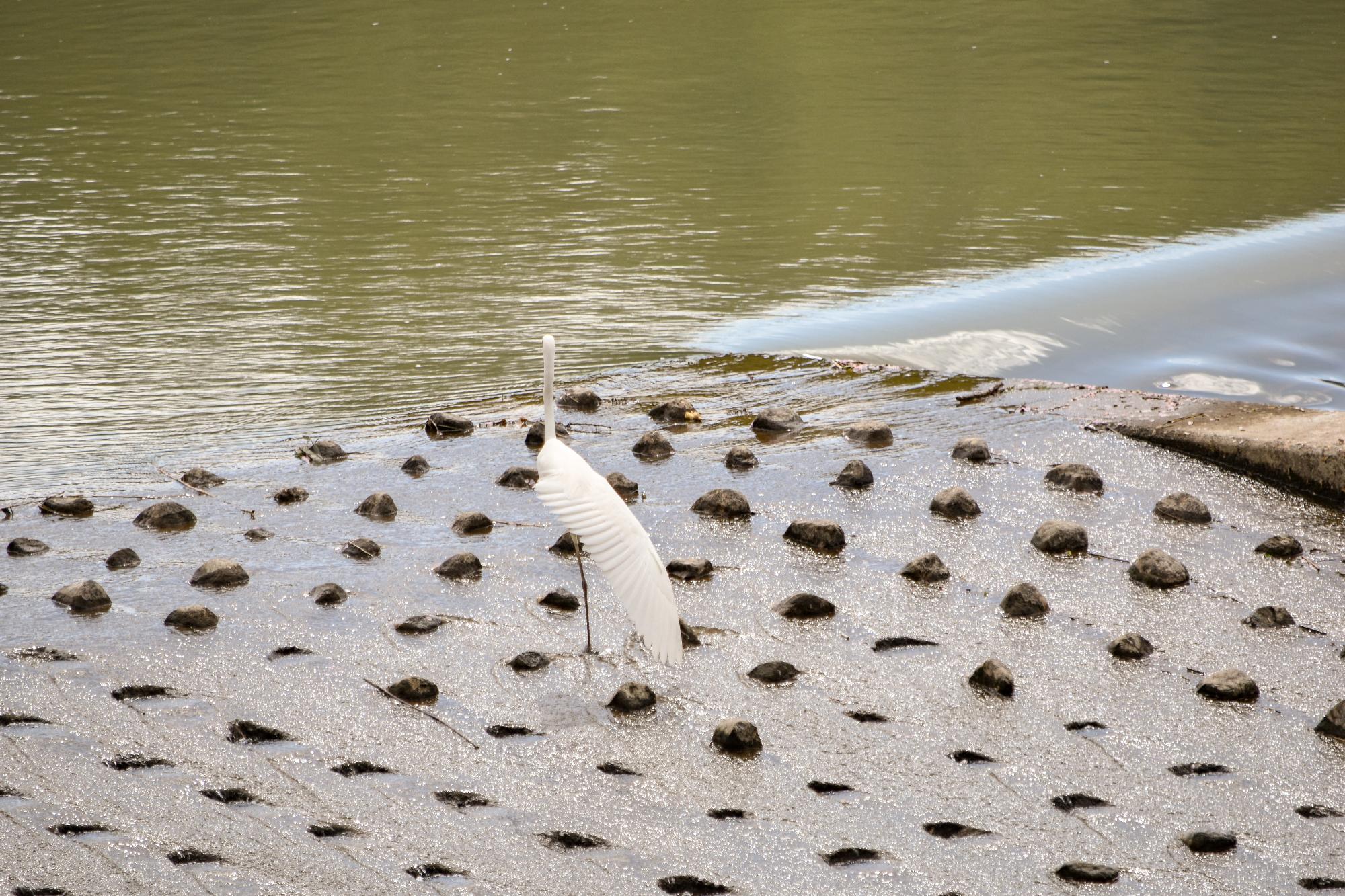 ダイサギの飛翔
