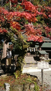 手前に赤く色づいた大きな紅葉の木と、写真奥にしめ縄が飾られた神社の写真