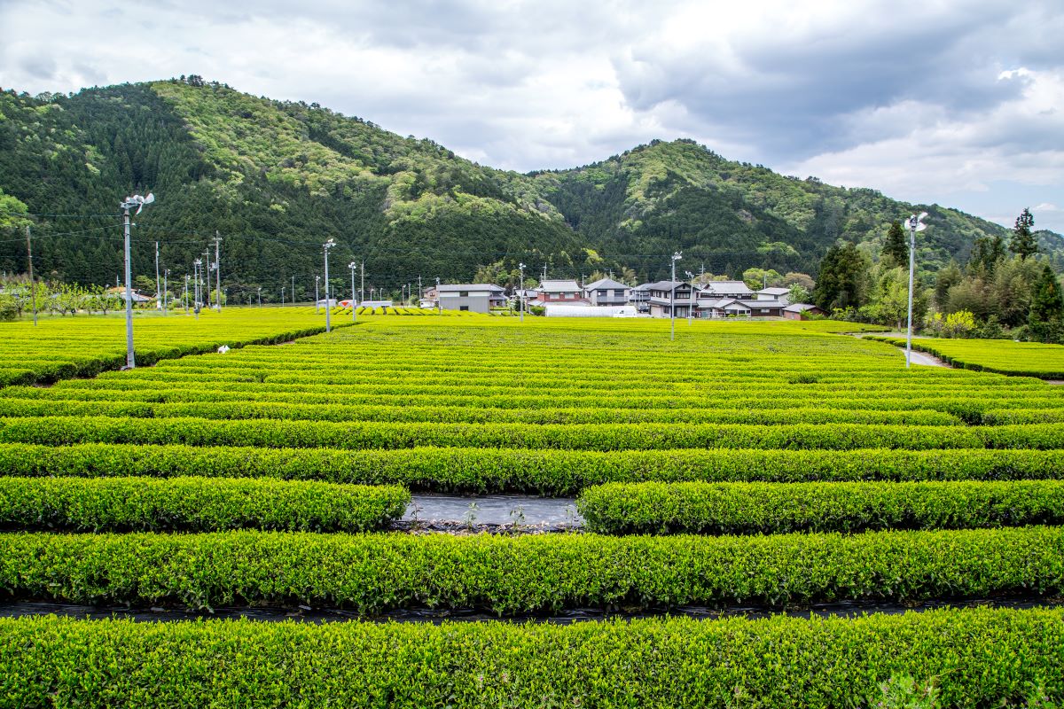 茶畑