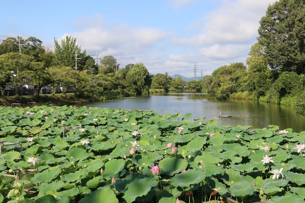 青々と茂る木々が堀をかこみ、堀の水面上に咲く薄いピンク色のハスの花と大きな葉