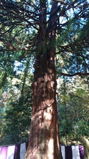青空に向かってのびる大きな高野槙
