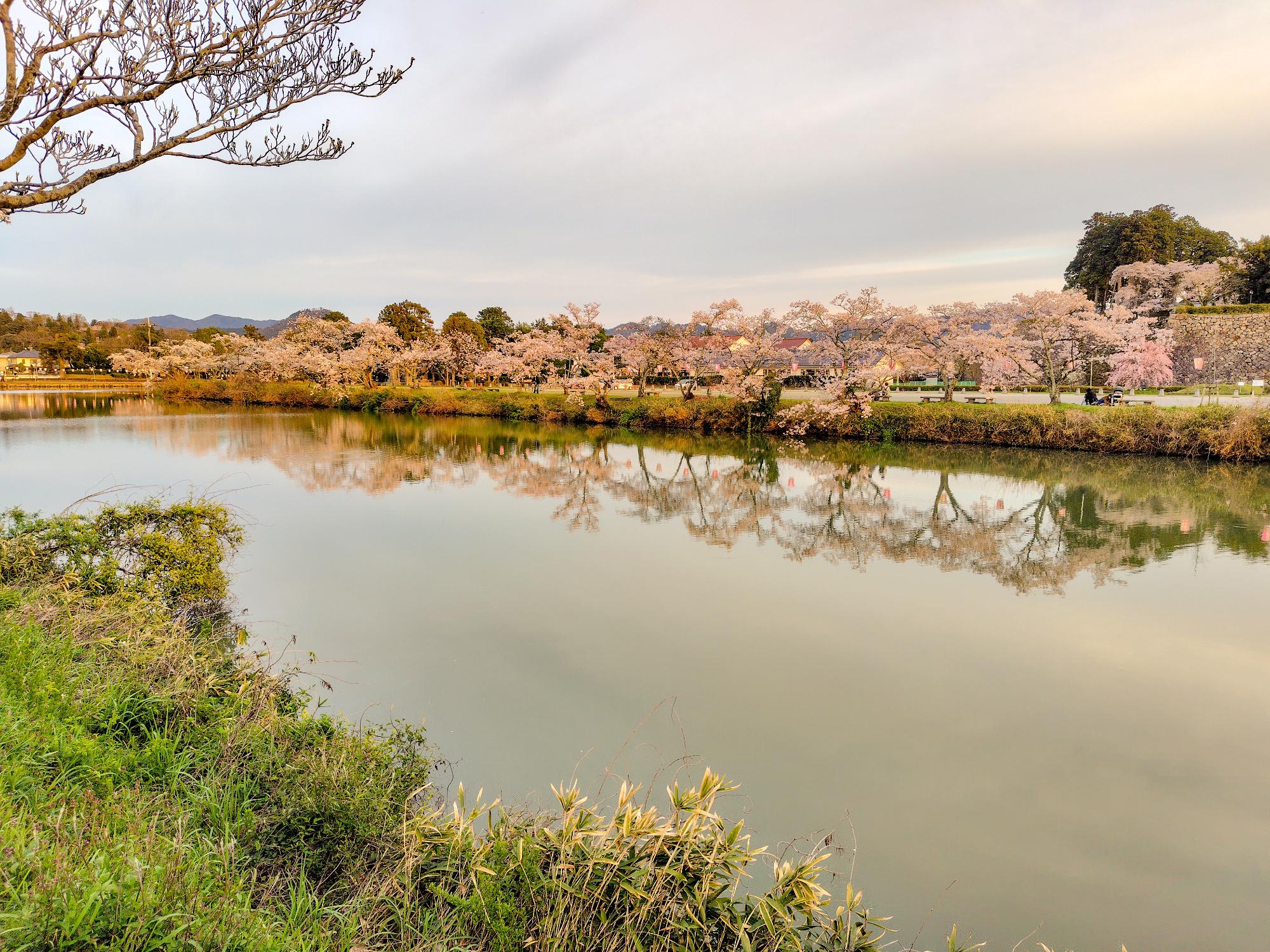 篠山城下は桜満開2