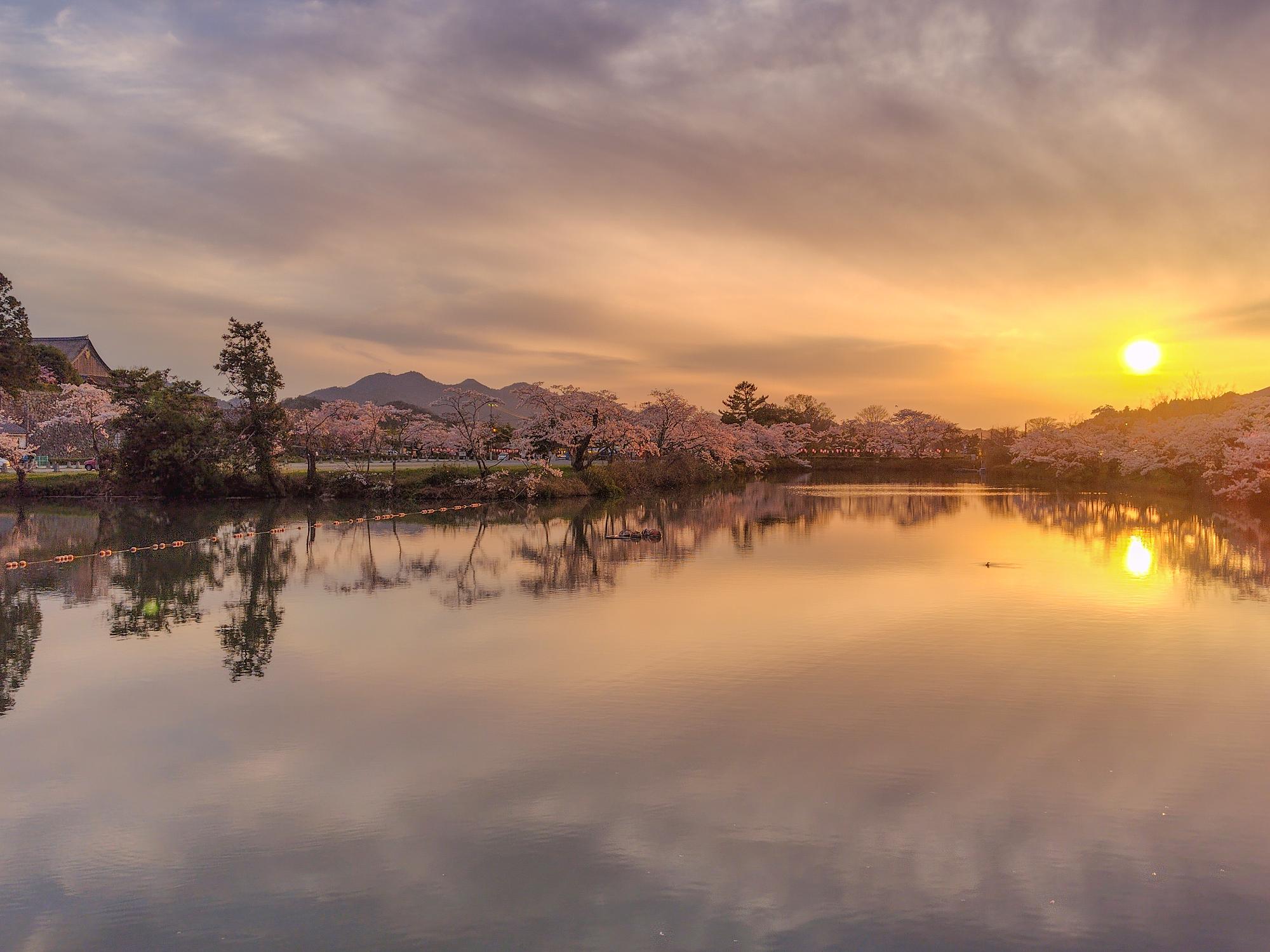 篠山城下は桜満開3