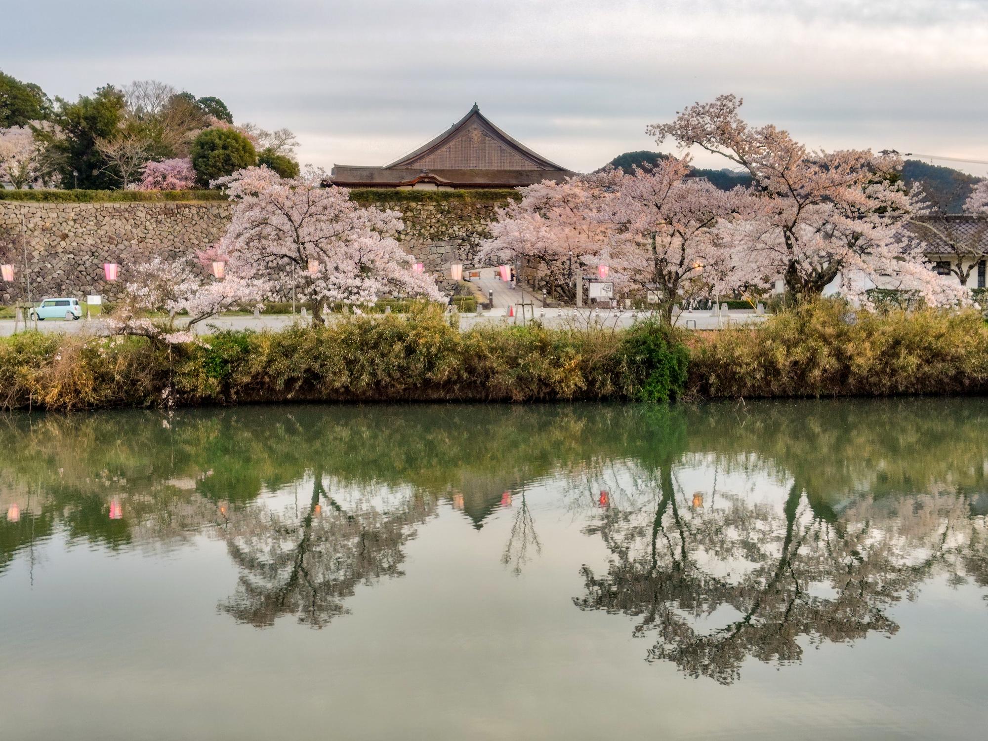 篠山城下は桜満開1