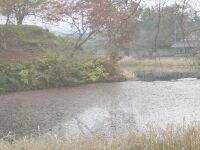 池が映った写真。