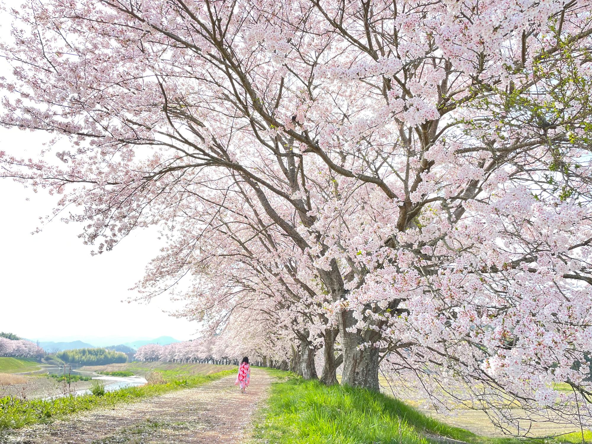 篠山川沿の桜