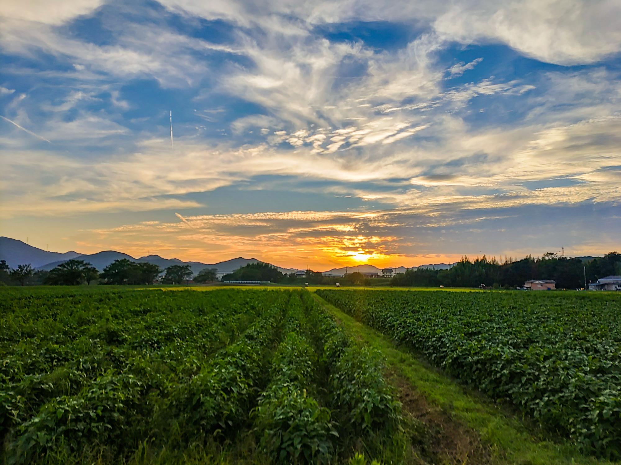 夕焼けと黒大豆畑