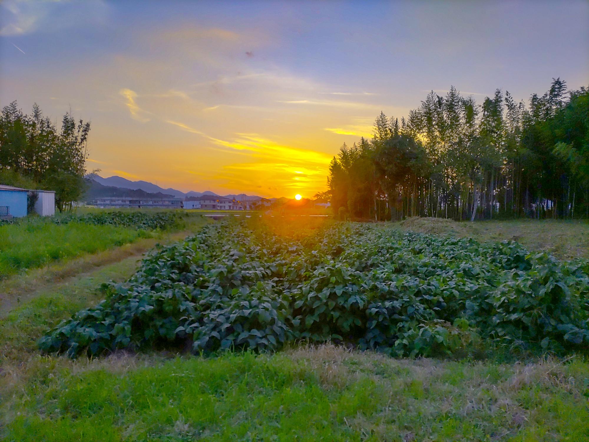 篠山城下の夕焼けの風景
