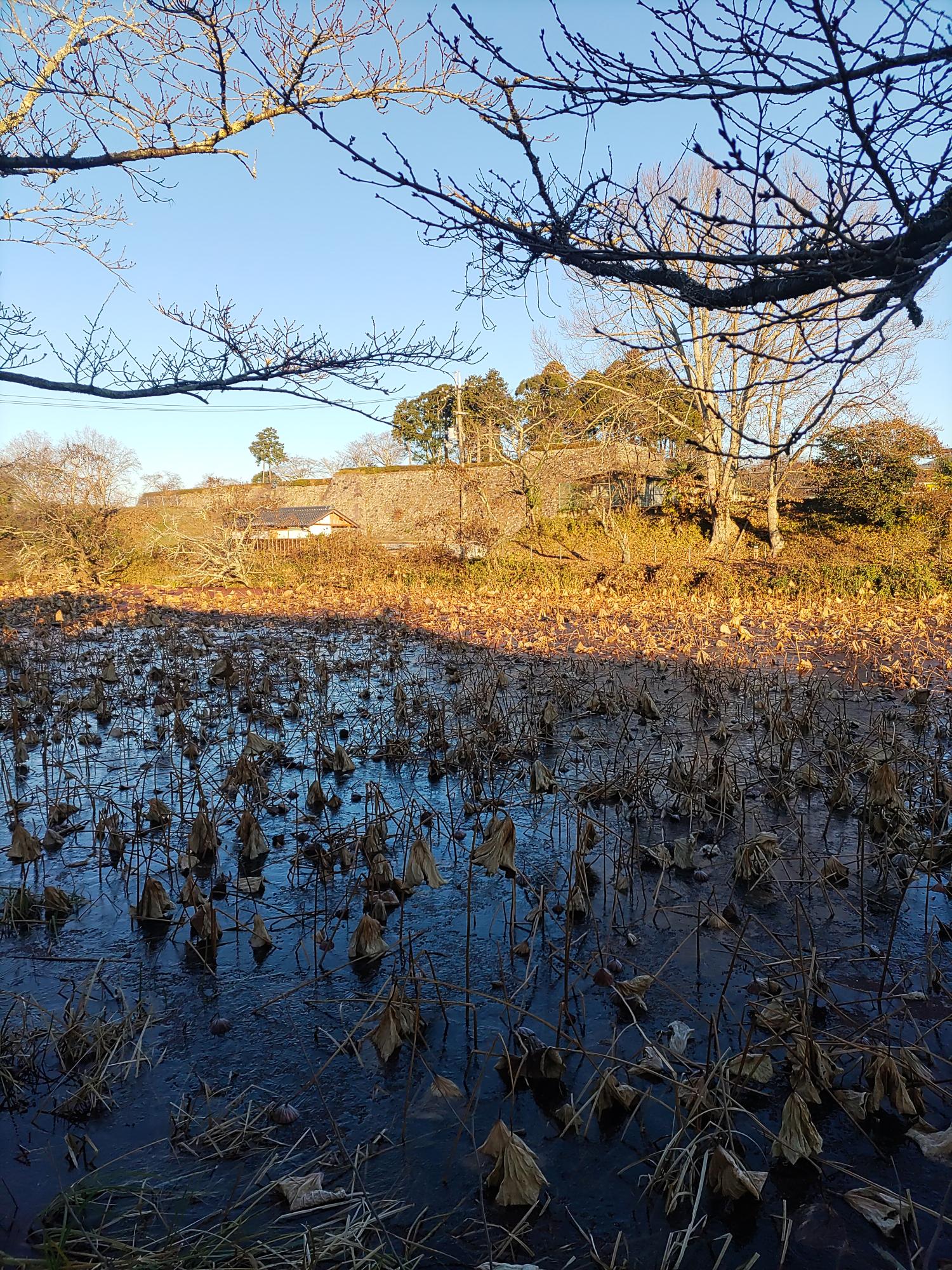 氷の張った南堀
