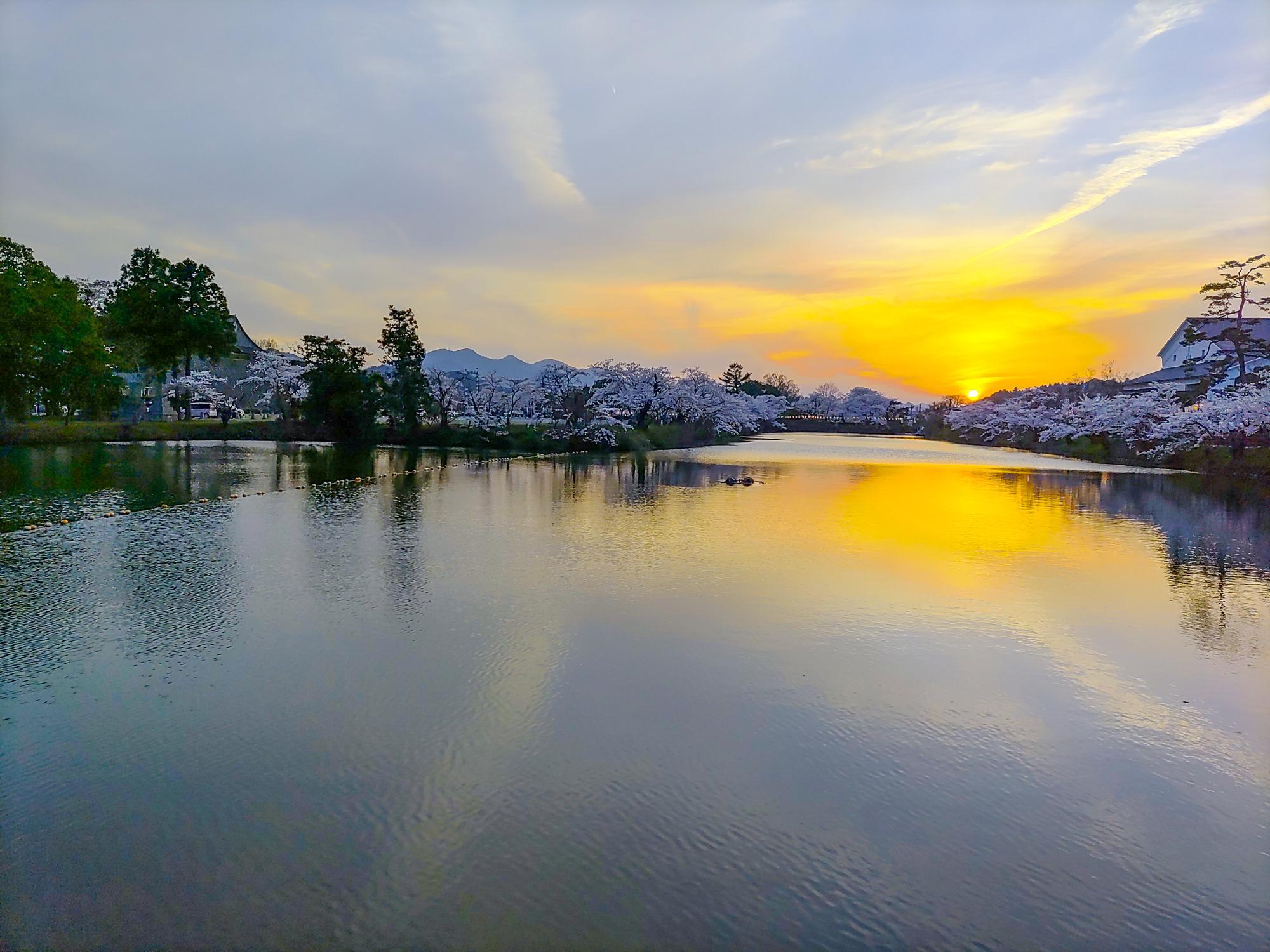 夕焼けと桜の風景