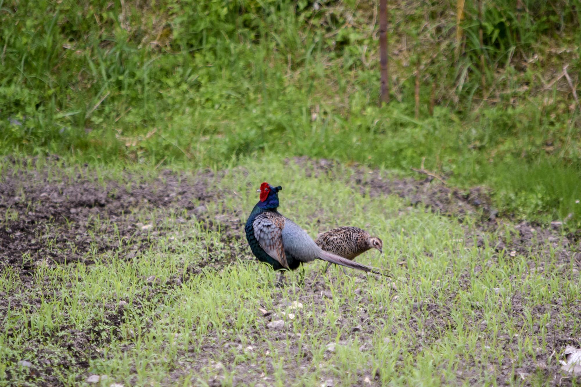 キジのカップル？