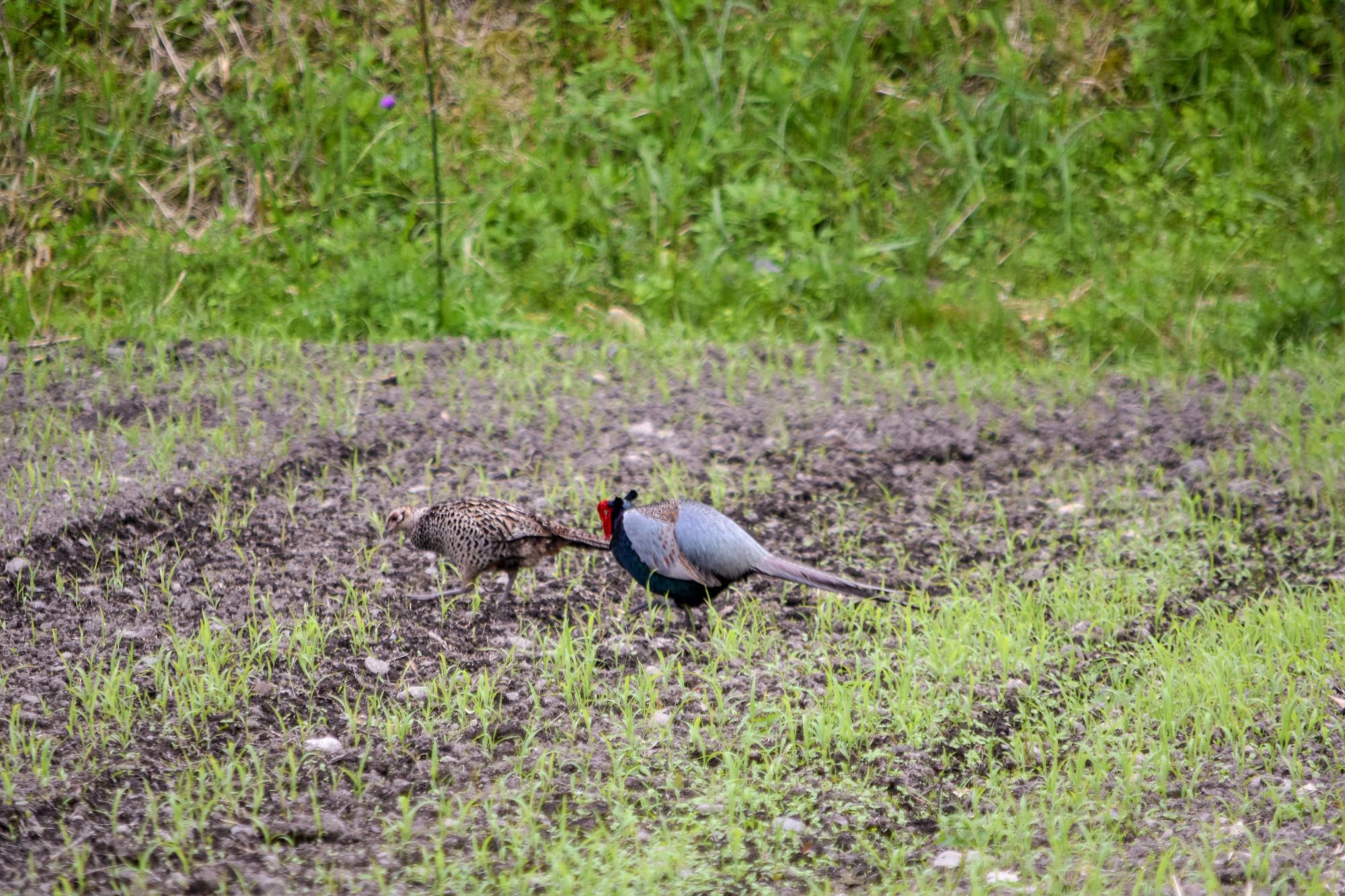 キジのカップル？