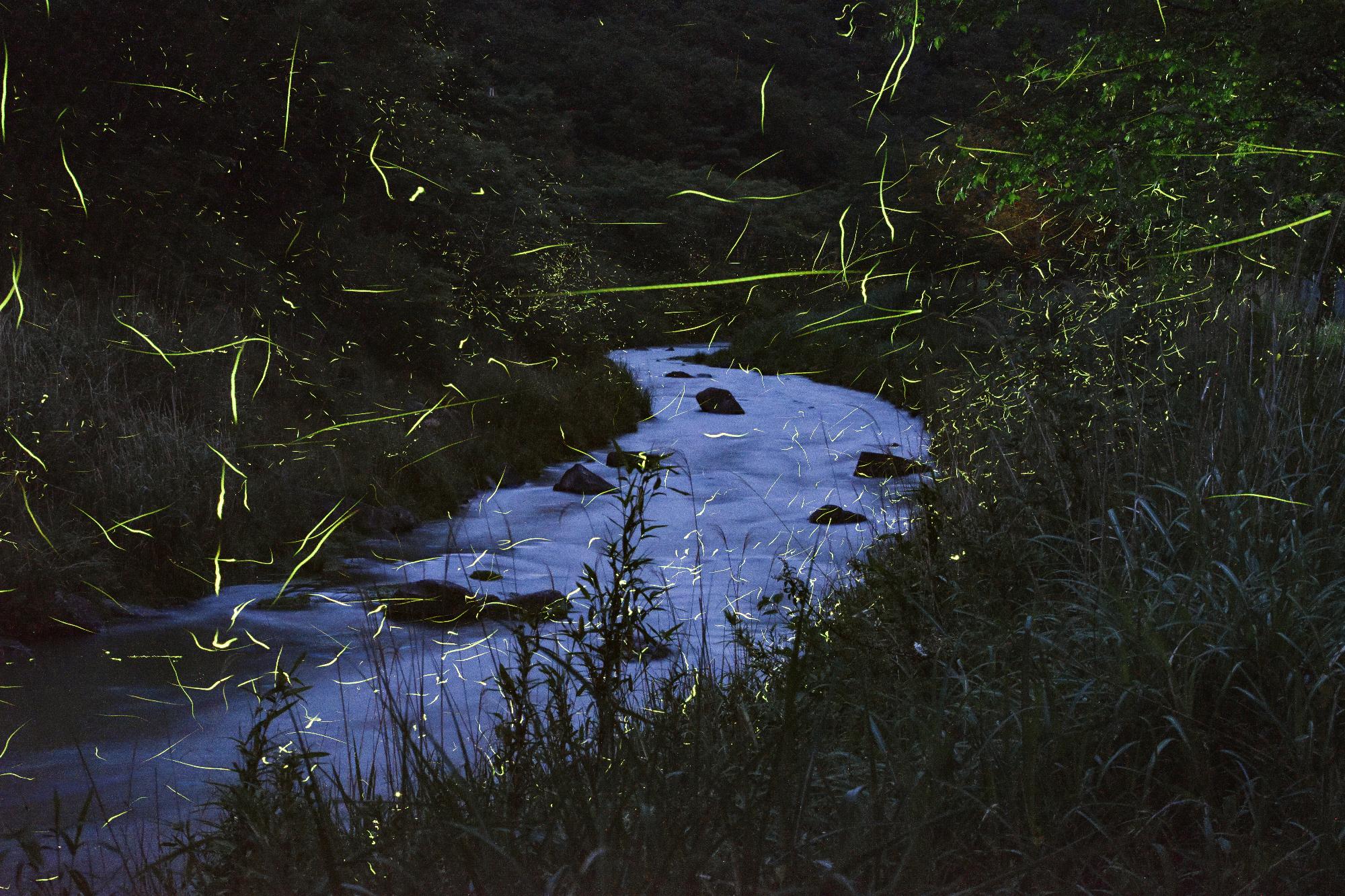 清流に舞う源氏蛍