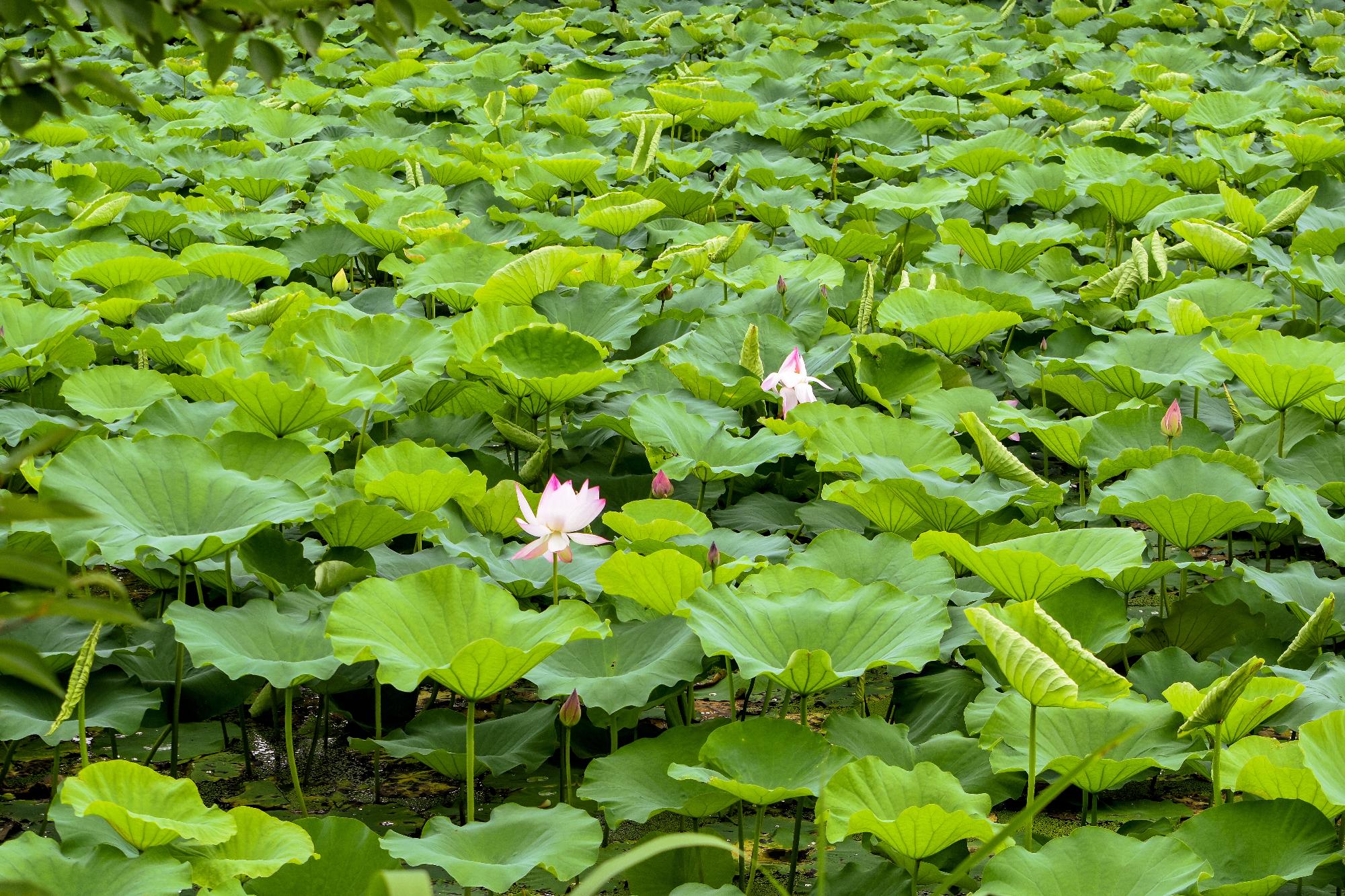 開花したハス