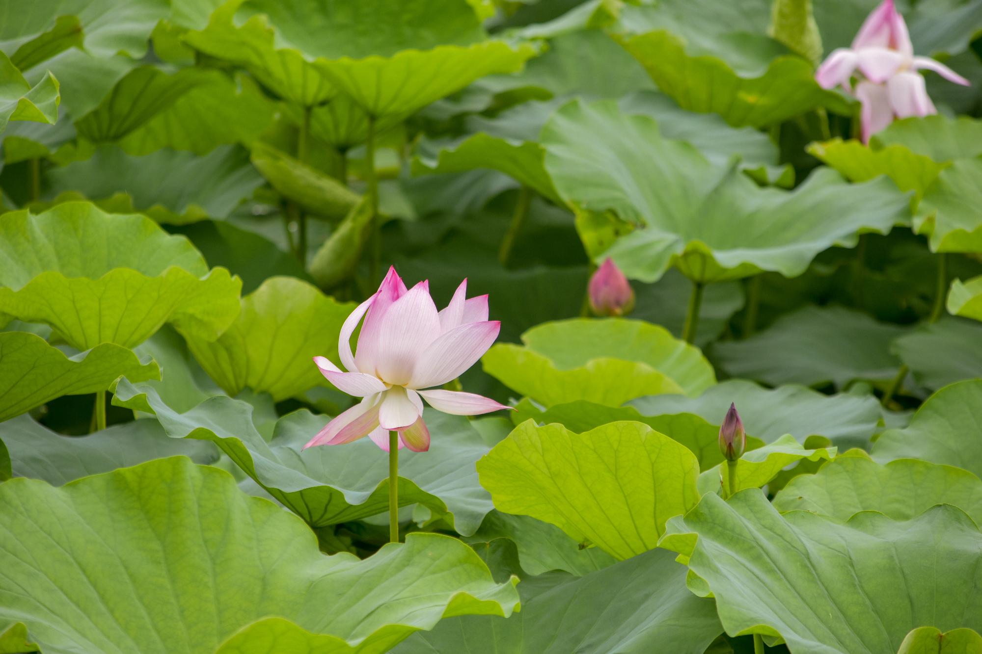 開花したハス