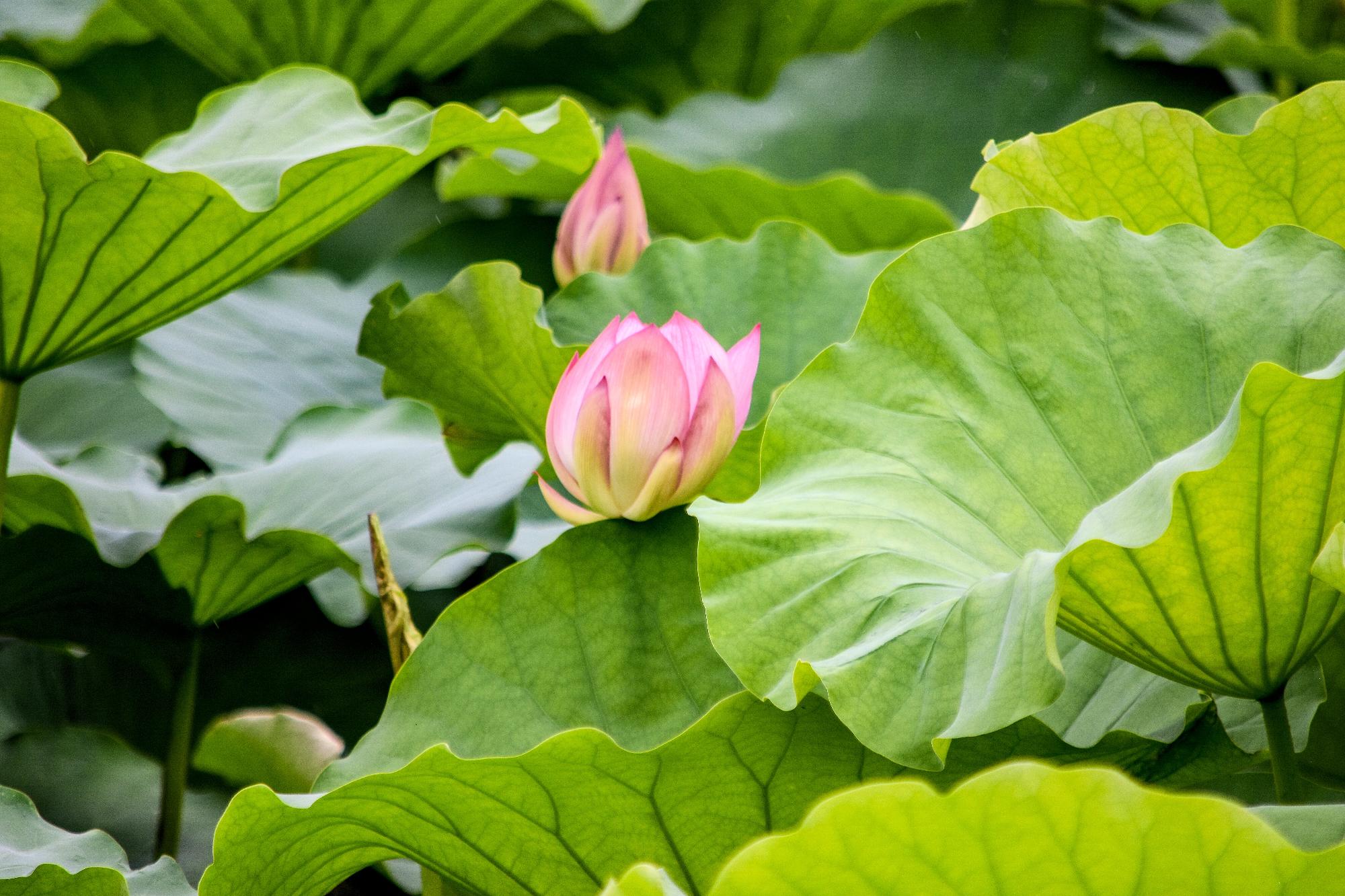開花したハス