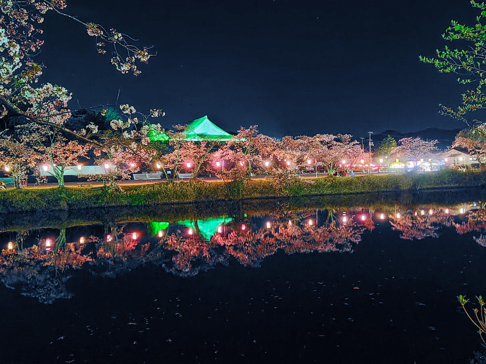 夜桜と夜の篠山城大書院（フォト＠丹波篠山）