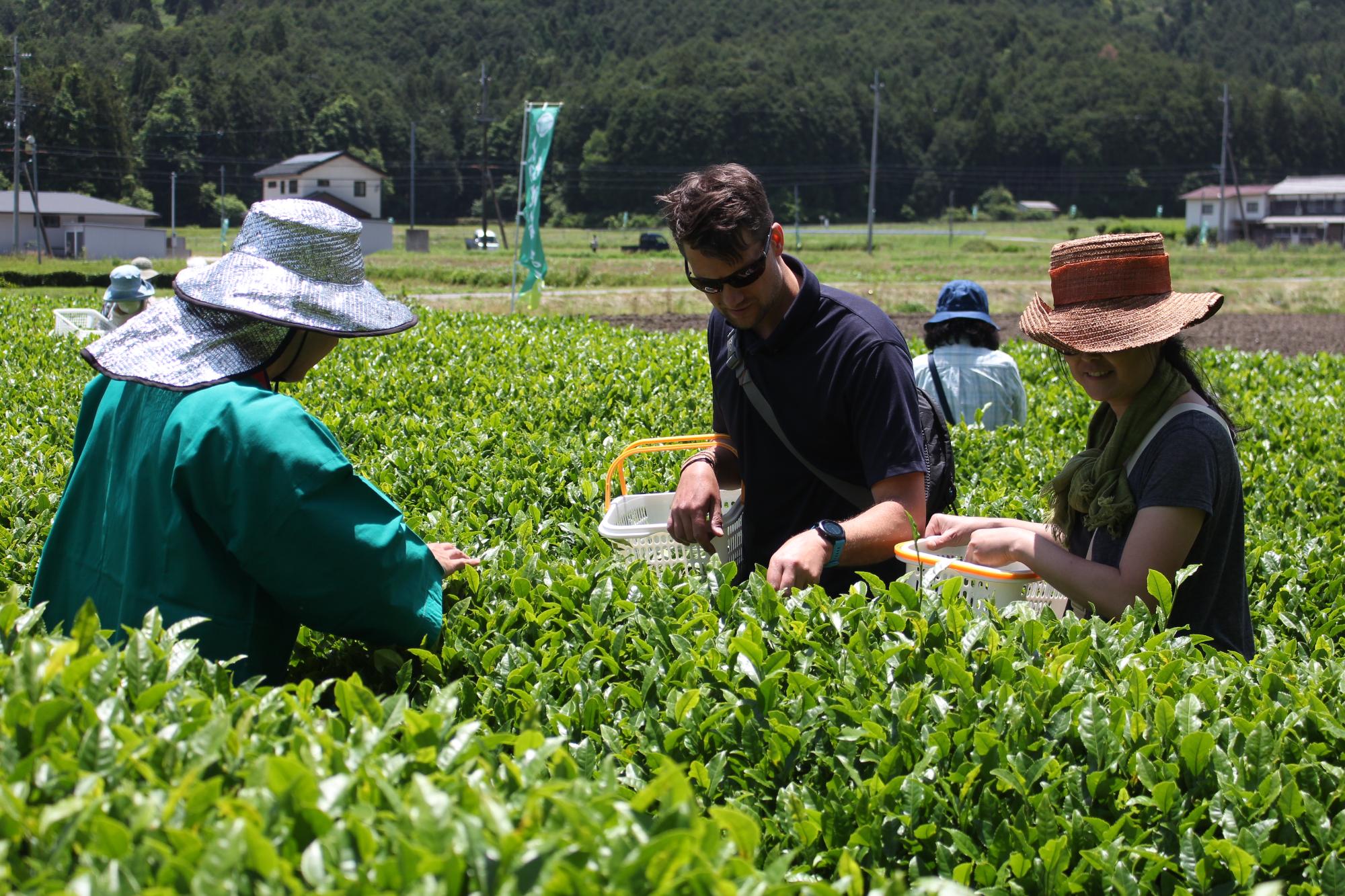 茶畑で茶摘み