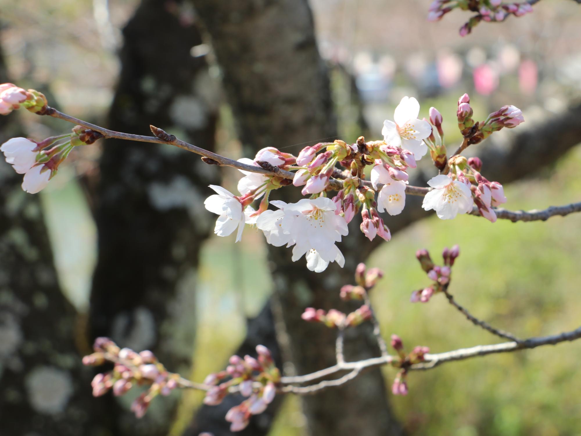 開花した桜の花のアップ