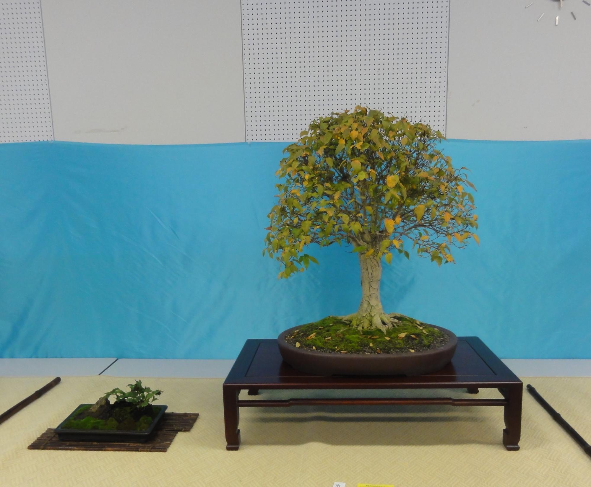 市展で市展賞を受賞した盆栽の作品