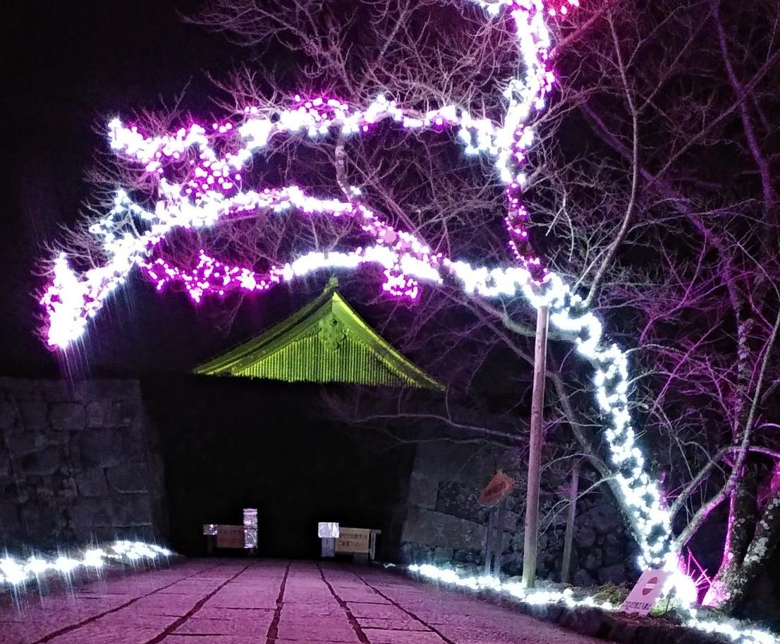 大書院の入り口や木が電飾で輝いている