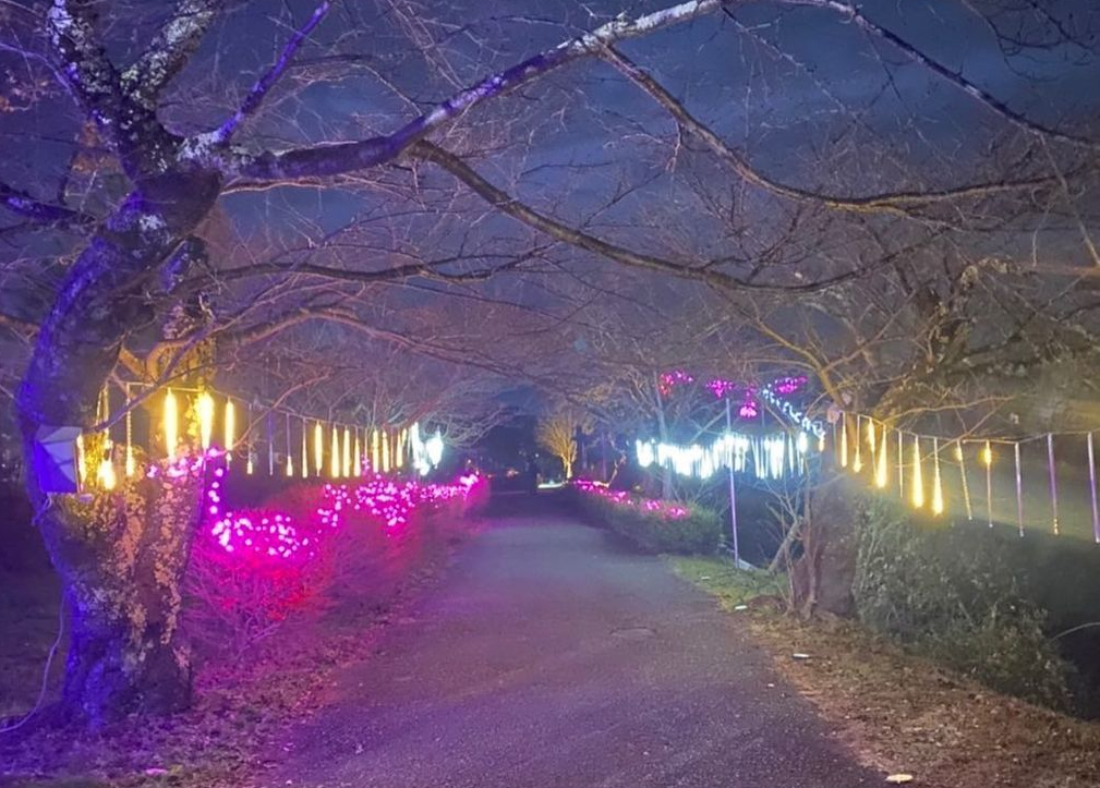 大書院周辺の木に電飾が飾られている