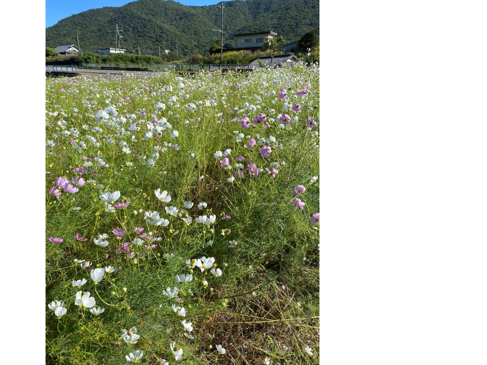 コスモス畑