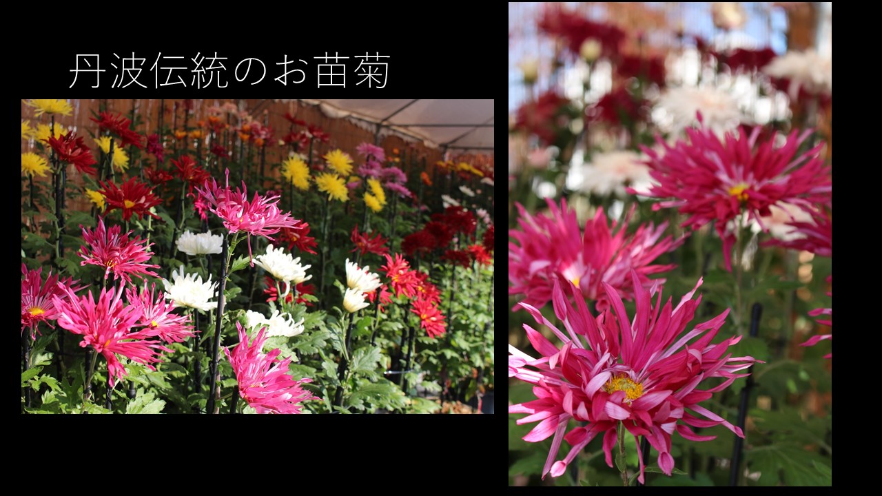 丹波篠山市スライド13