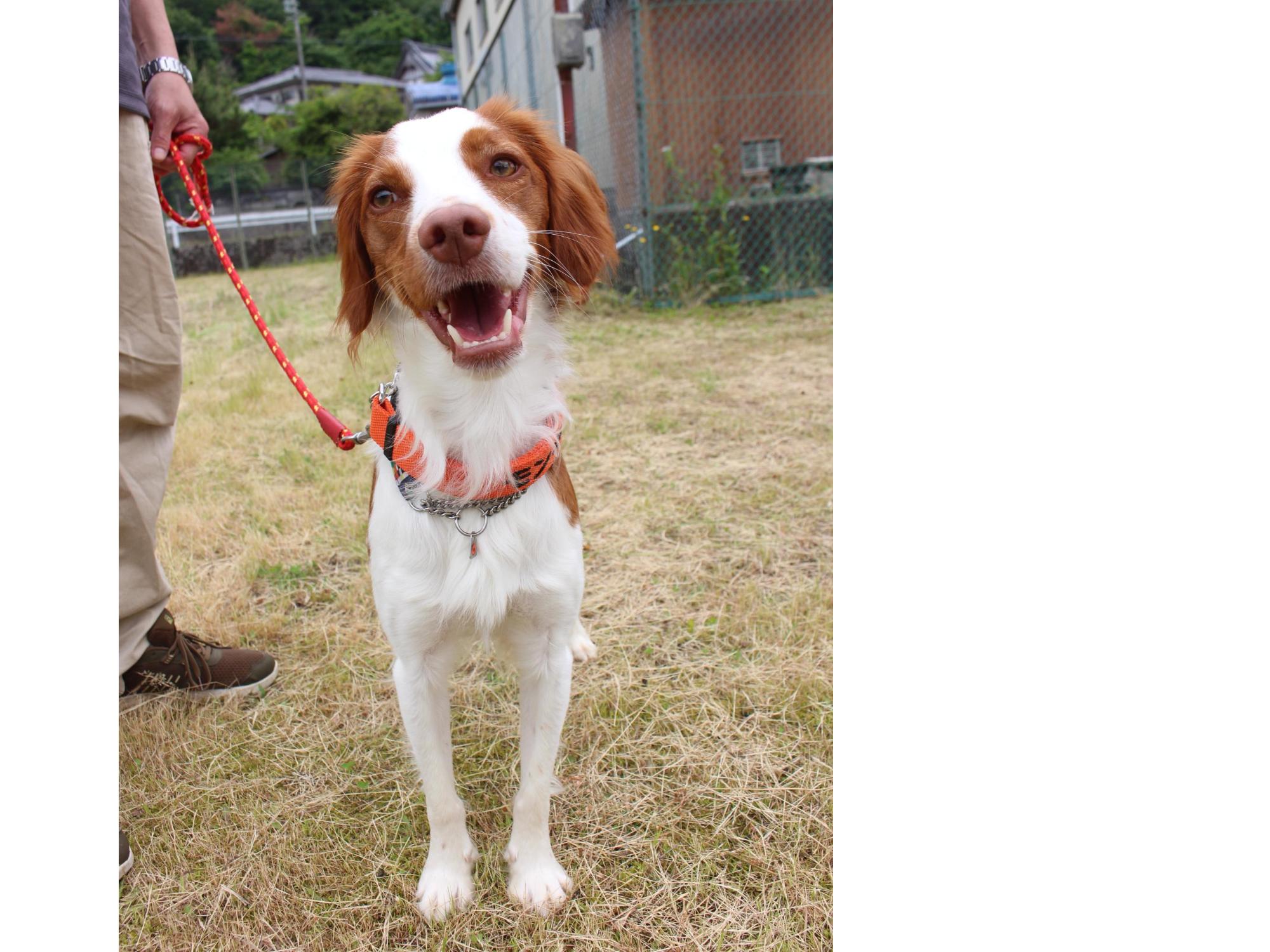 サル追い犬認定書交付式の様子