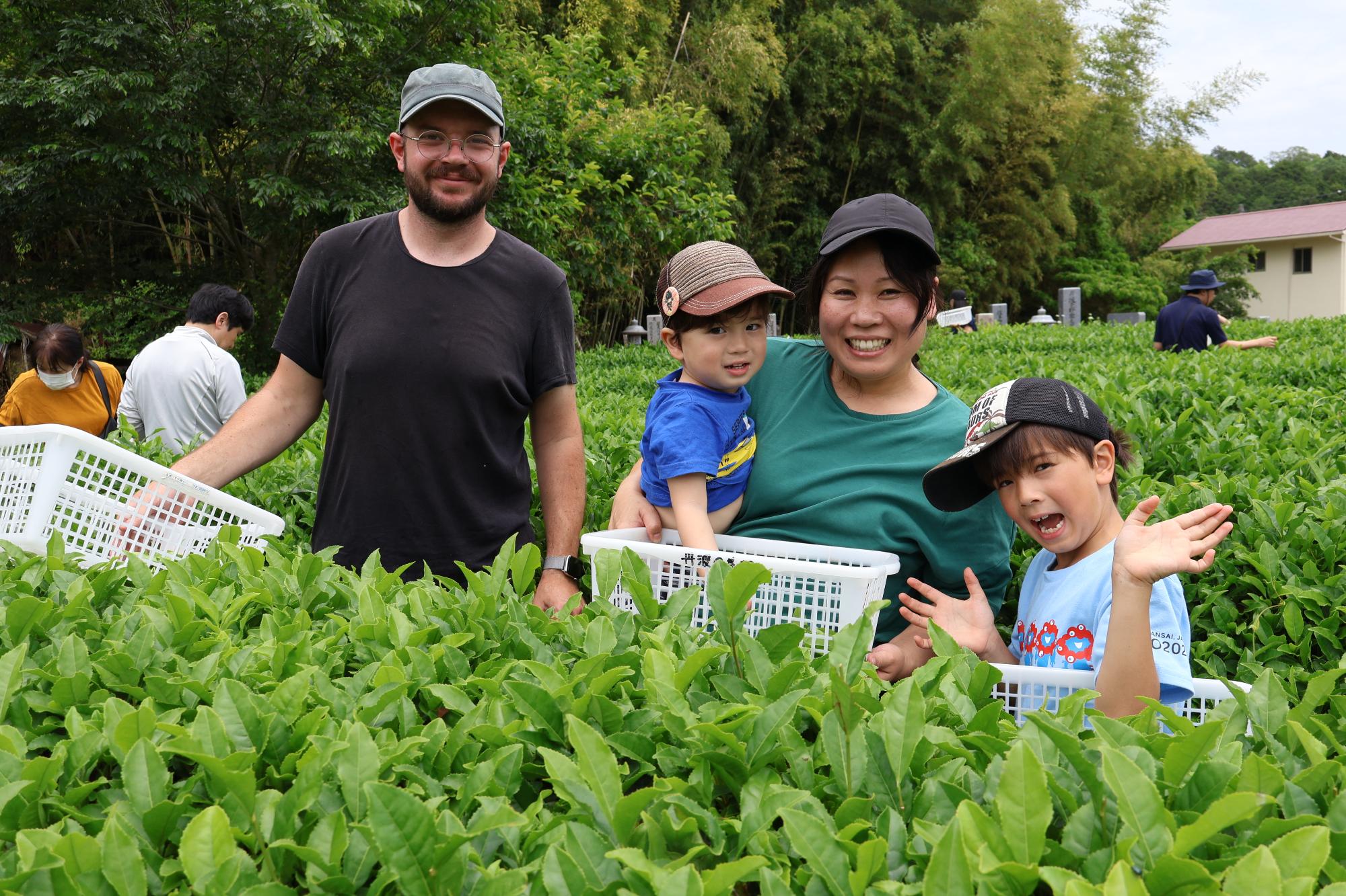 茶摘みを楽しむ家族