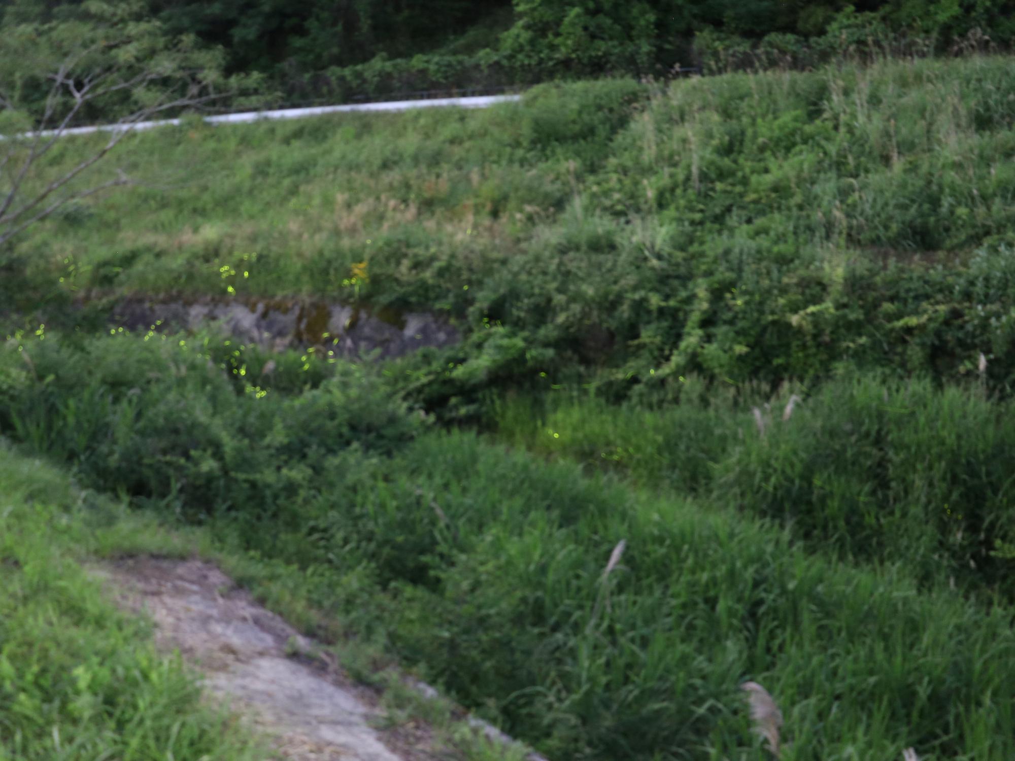 乱舞するホタル