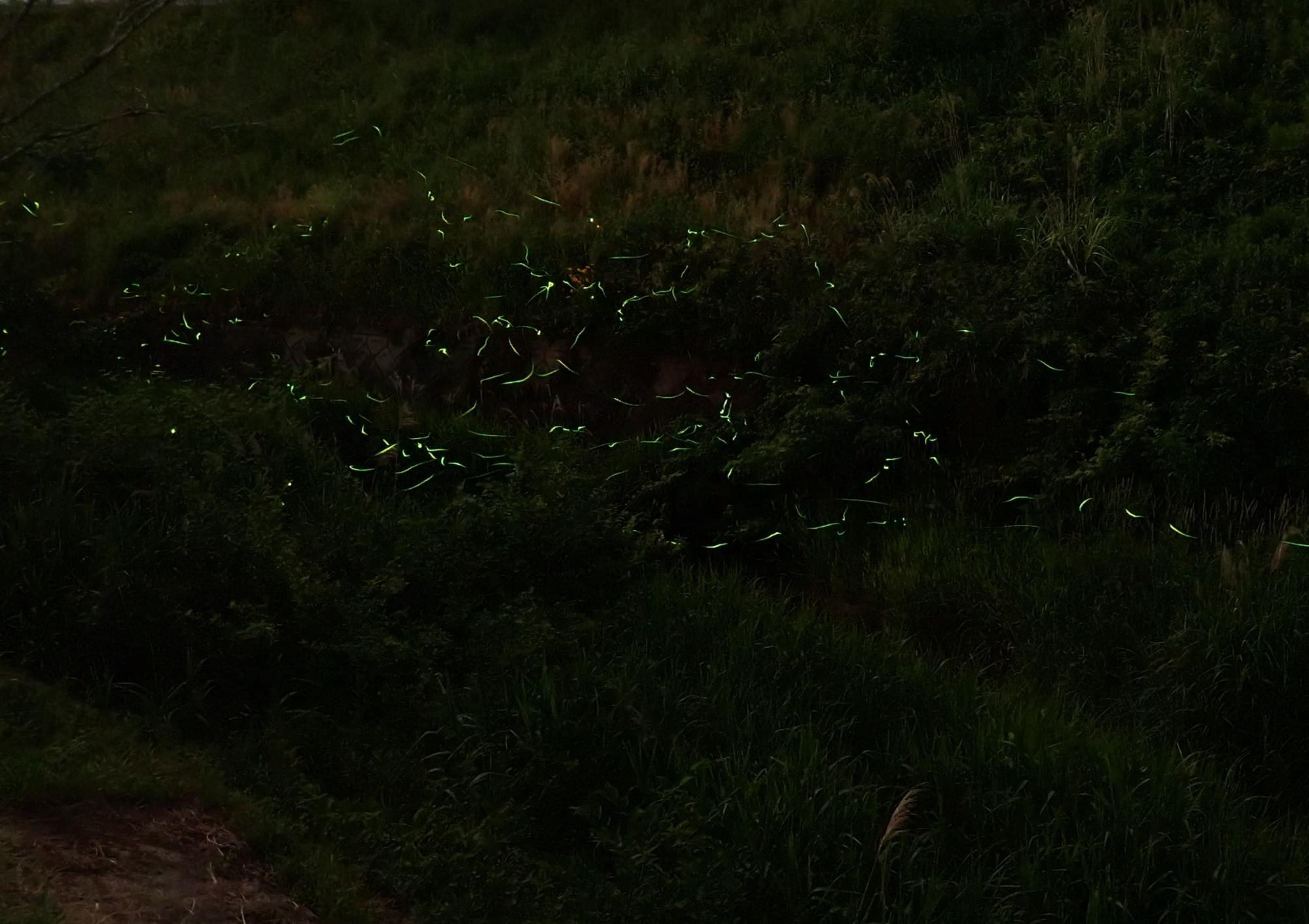 乱舞するホタル