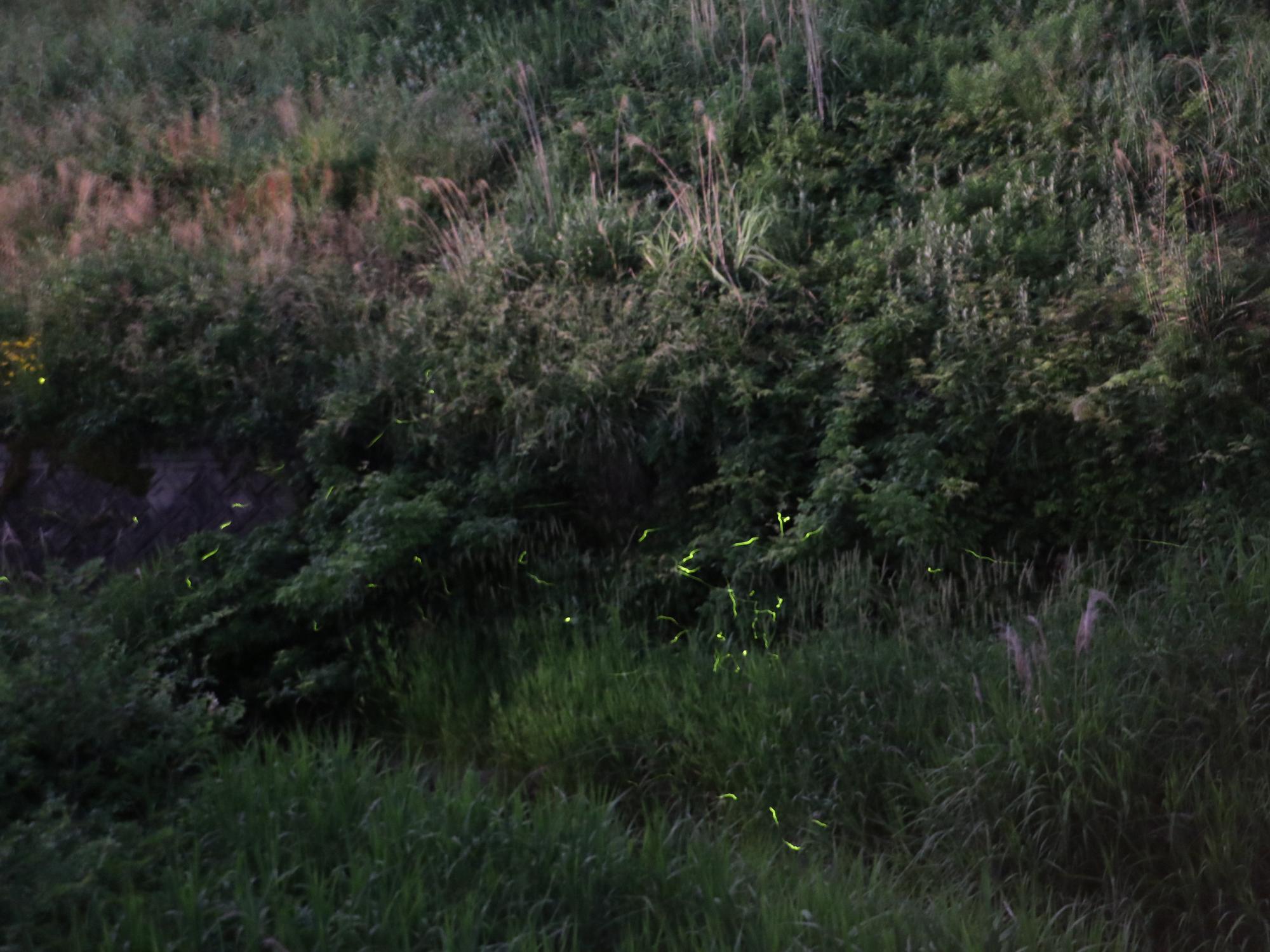 乱舞するホタル