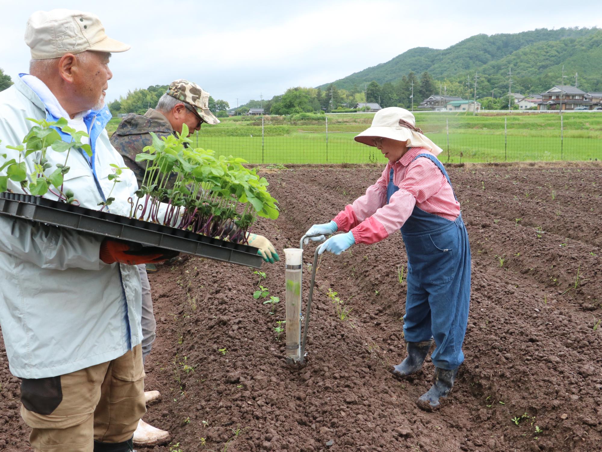 黒豆の植え付けの様子