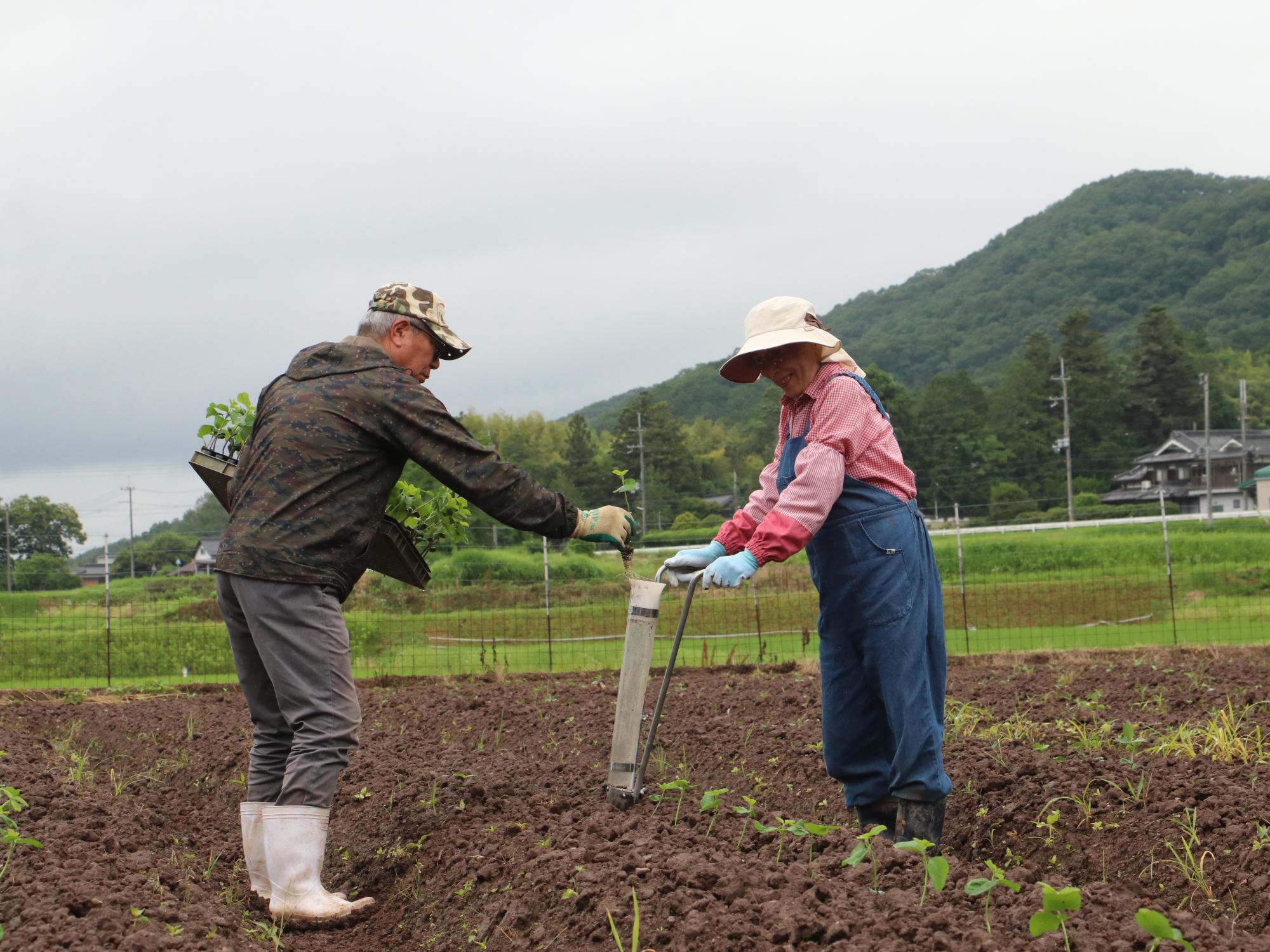 黒豆の植え付けの様子