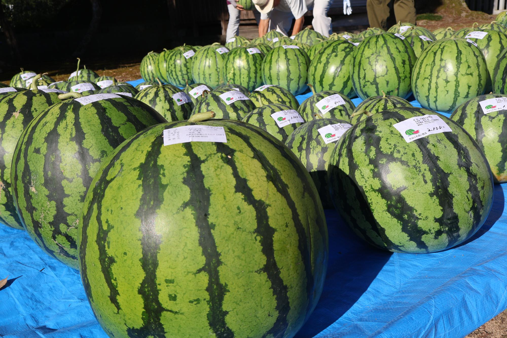 大山スイカ