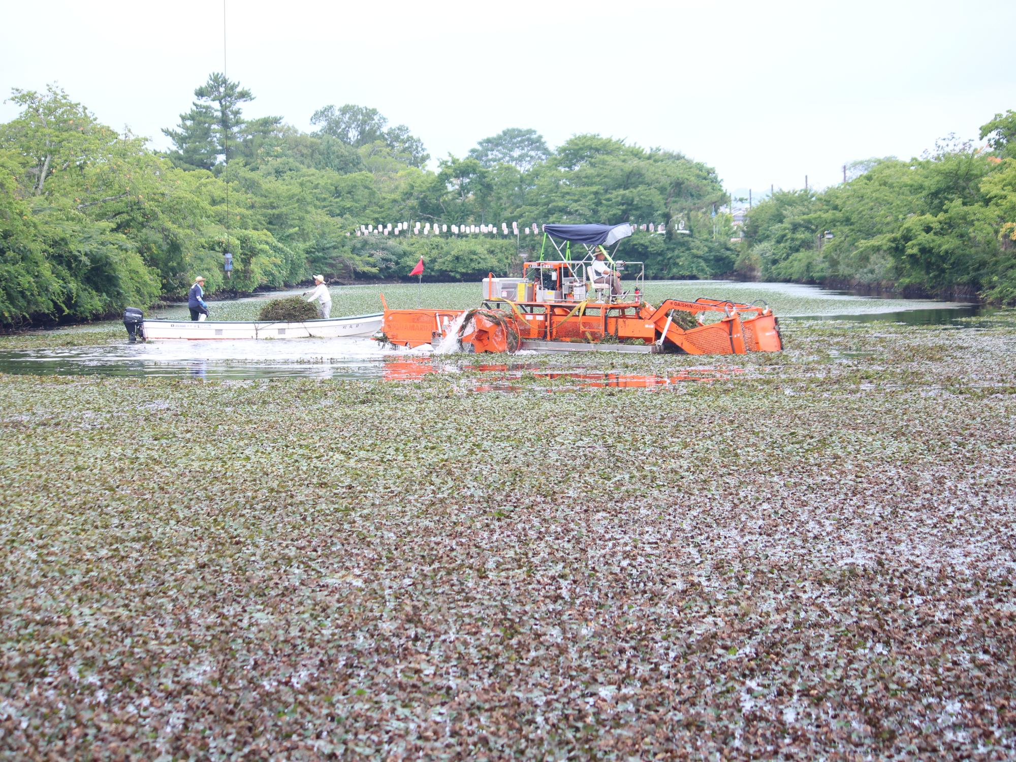 ヒシの除去の様子