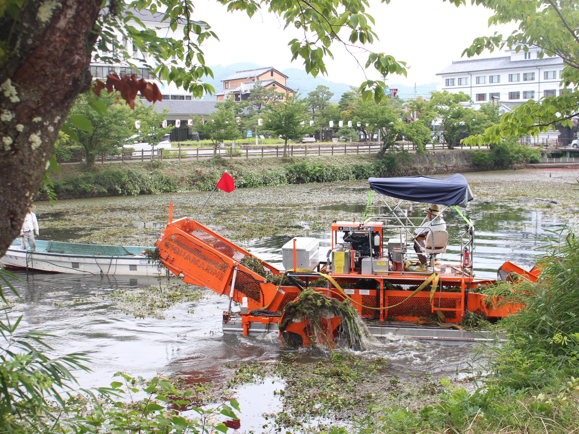 ヒシの除去の様子
