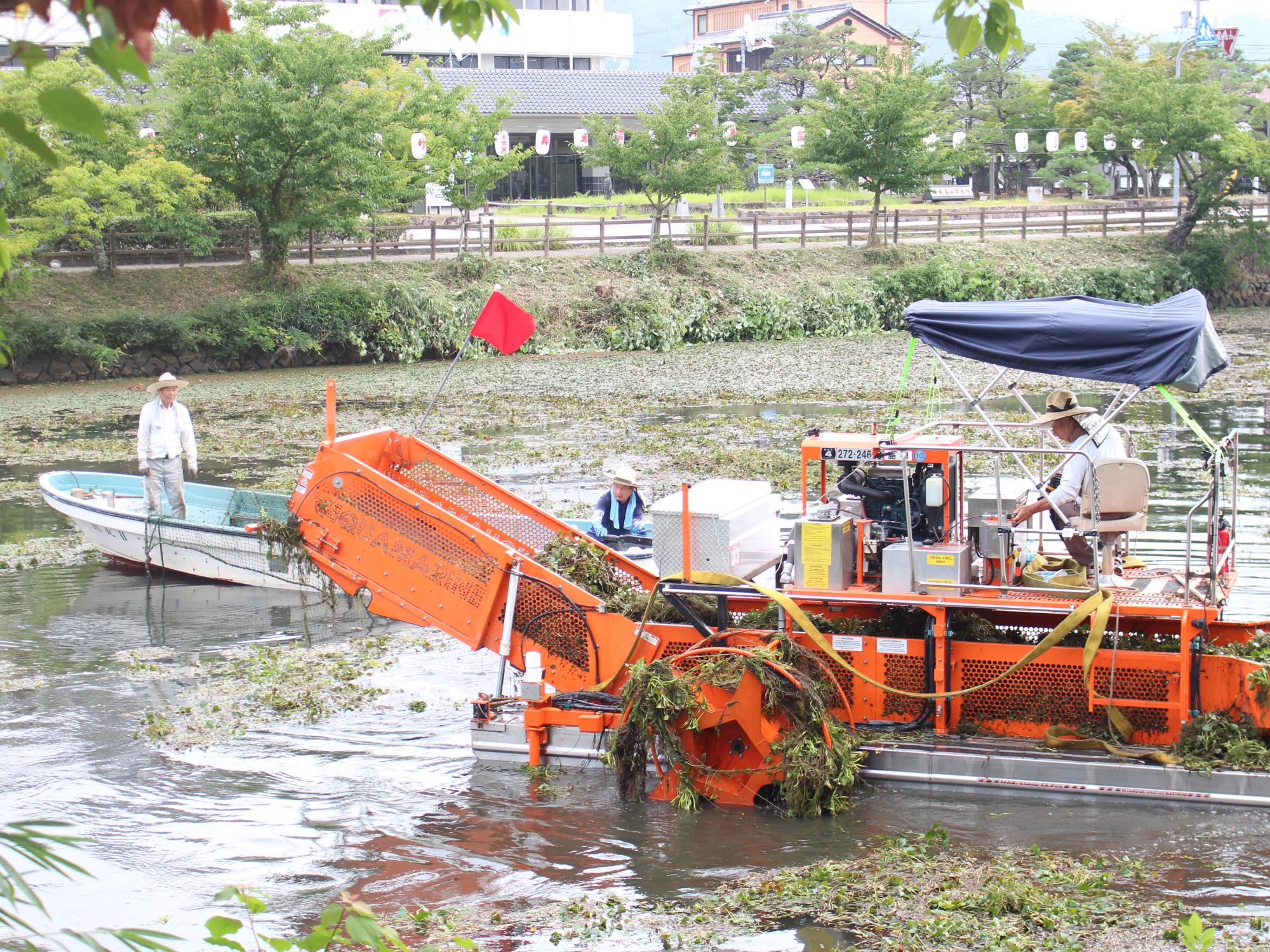 ヒシの除去の様子