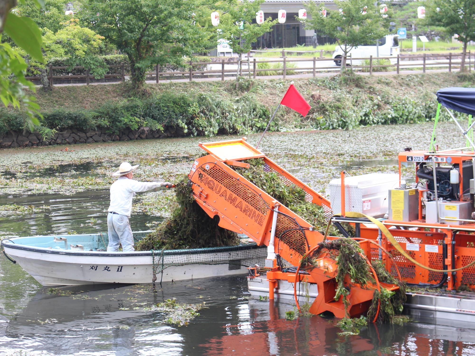 ヒシの除去の様子