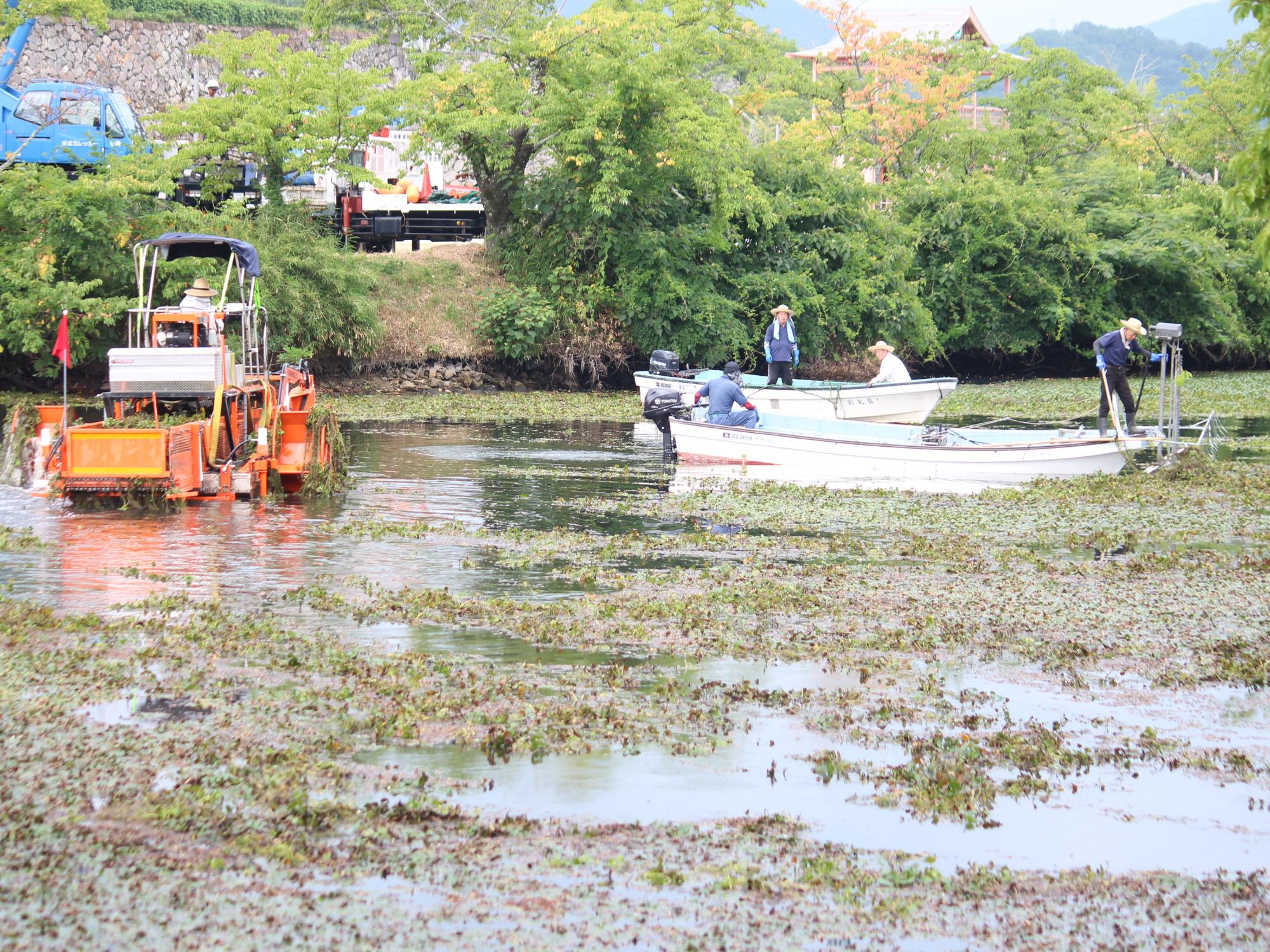 ヒシの除去の様子