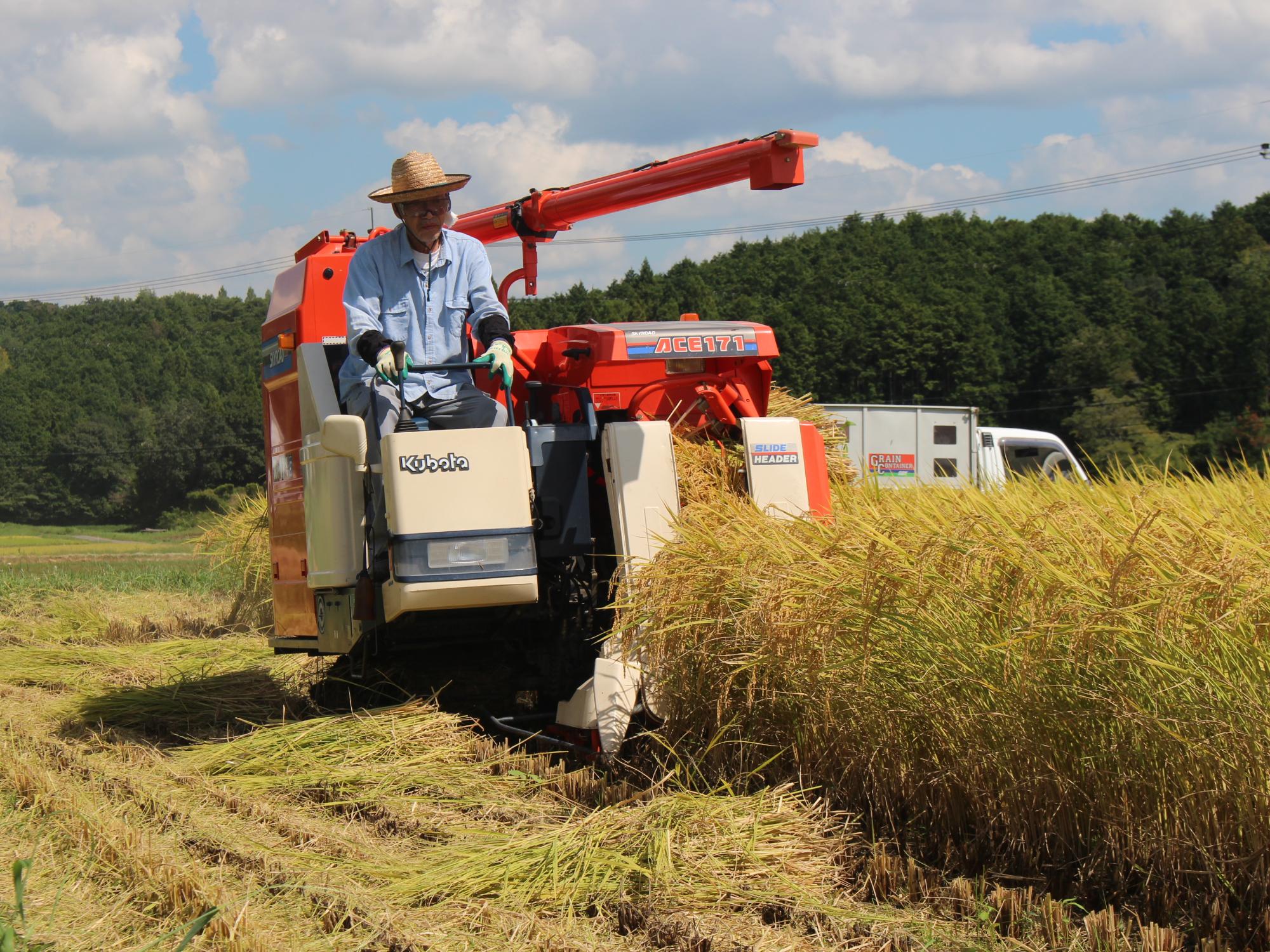 稲刈りの様子