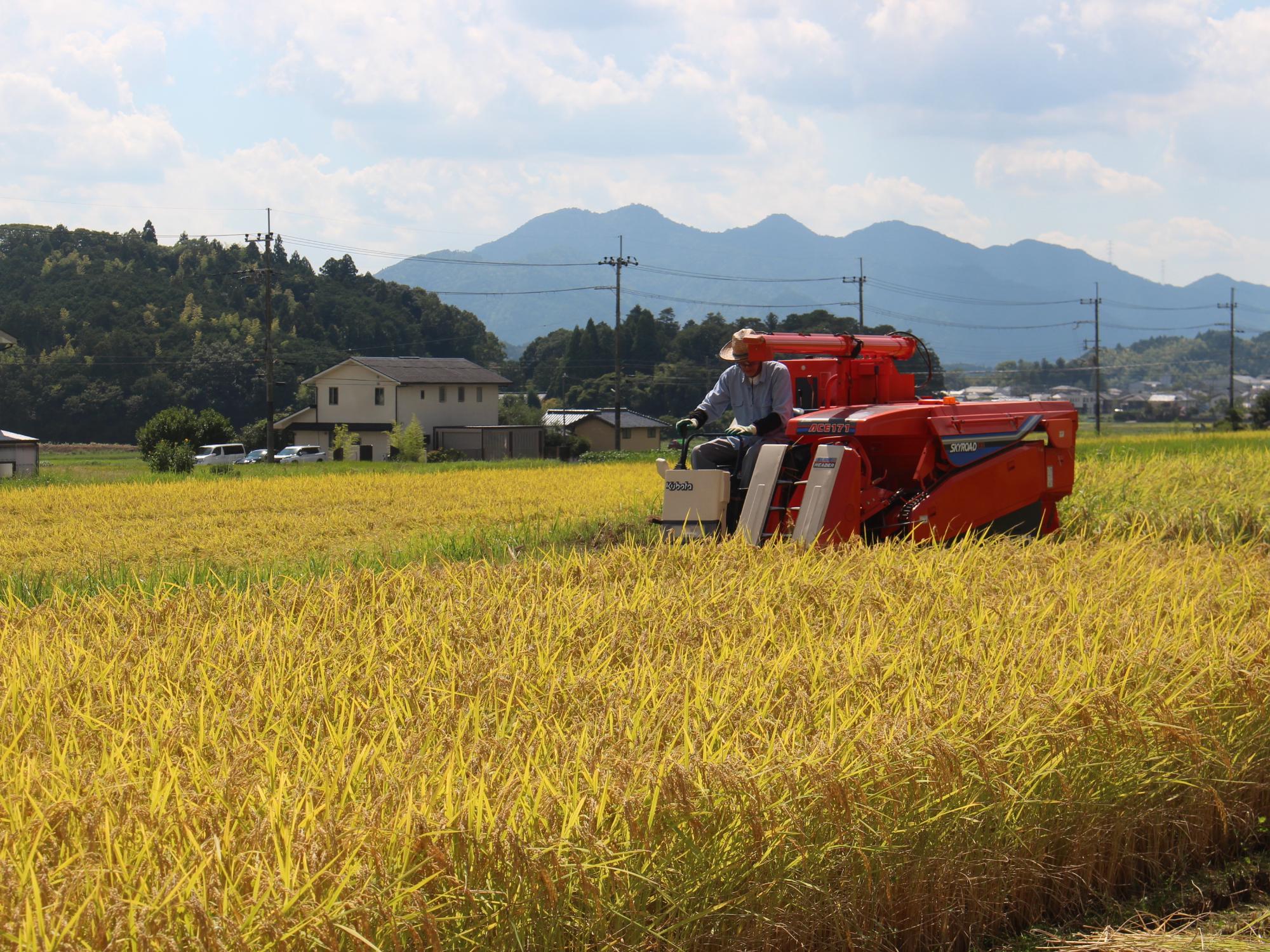 稲刈りの様子