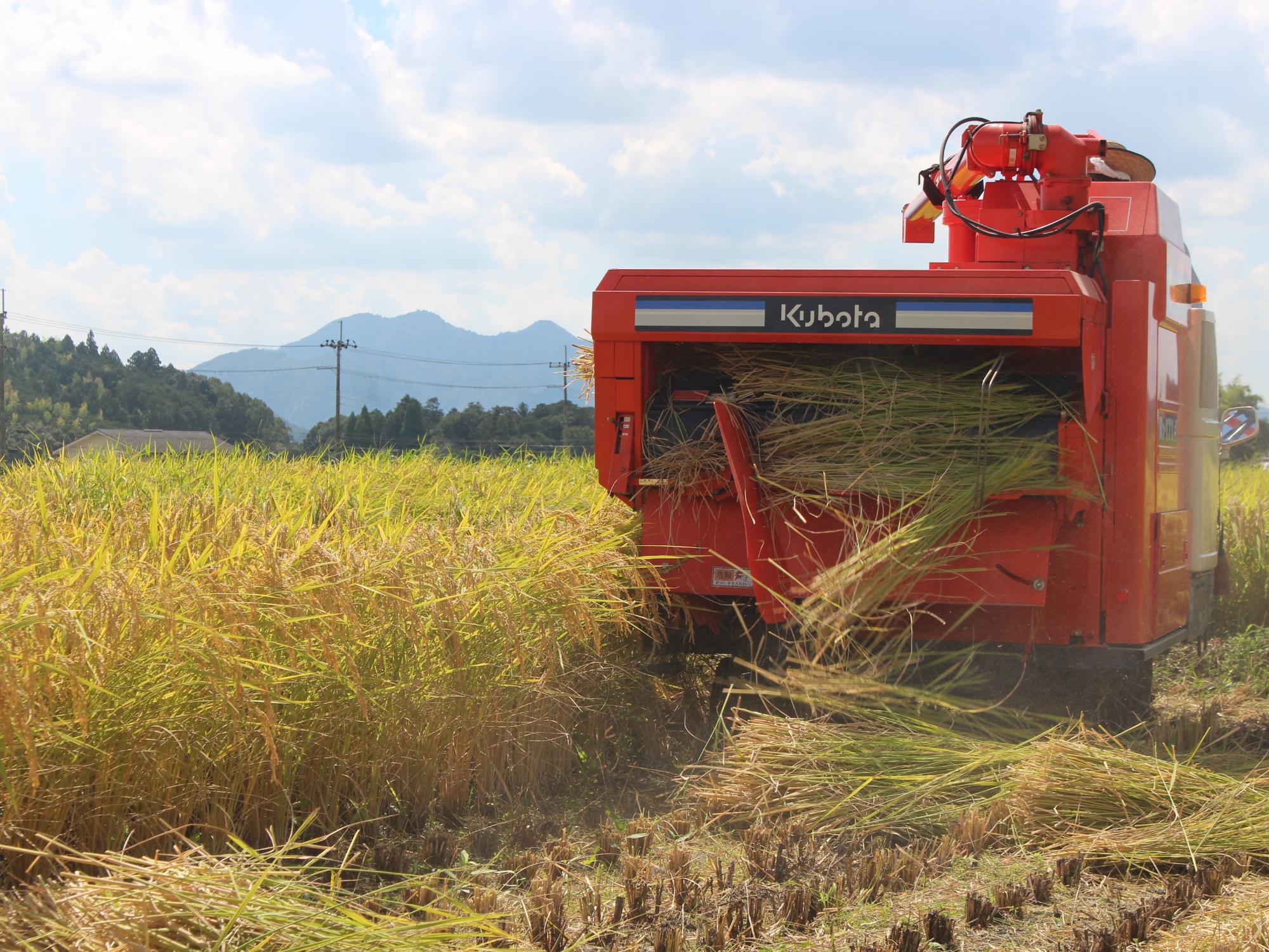 稲刈りの様子